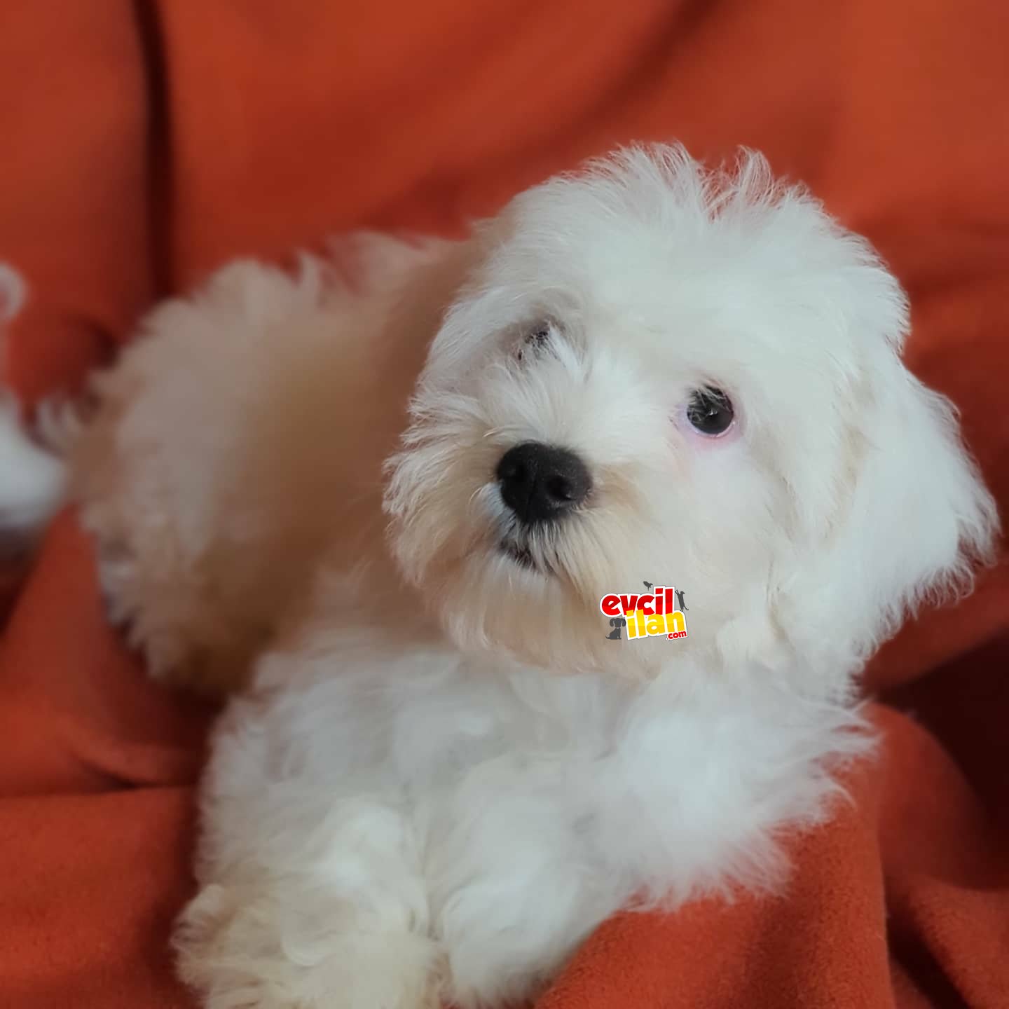 Wc eğitimli oyuncu afacan tüy yumağı maltipoo yavrumuz 