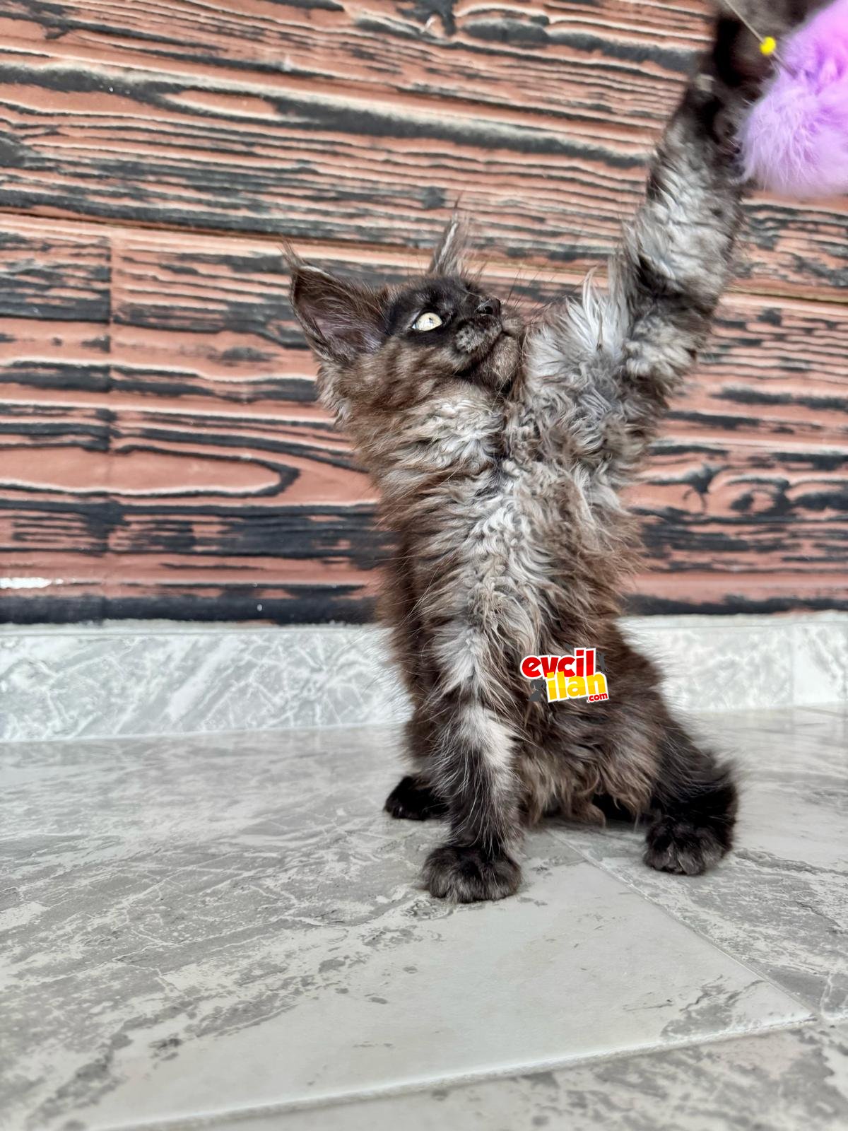 WCF Kayıtlı Full Şecereli Şampiyon Soylu Maine Coon Yavruları