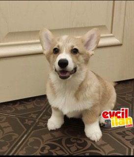 Welsh corgi pembroke fci secereli yavrular 