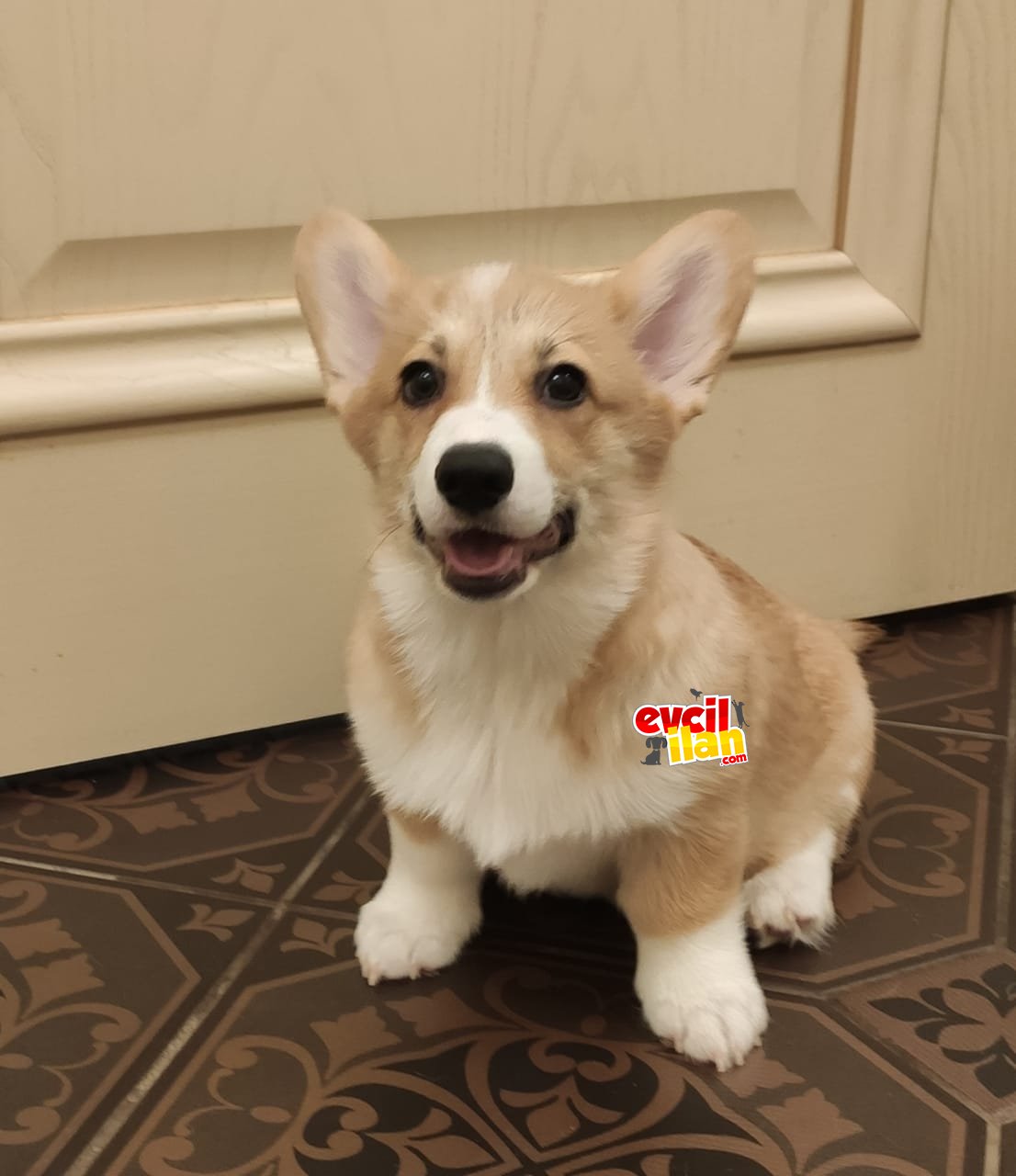 Welsh corgi pembroke kraliyet ailesinin muhteşem köpeği