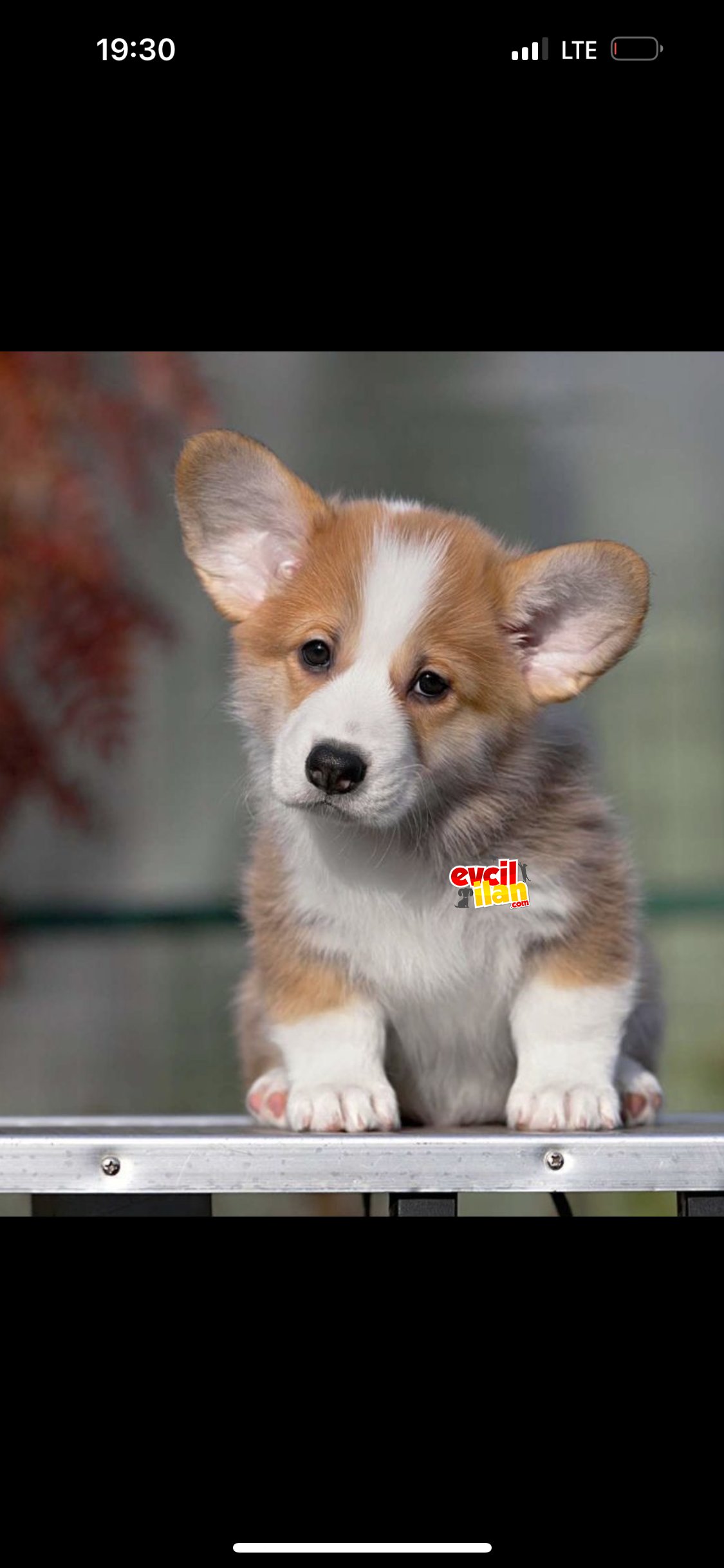 Welsh Corgi pembroke secereli eğitimli yavrularımız 