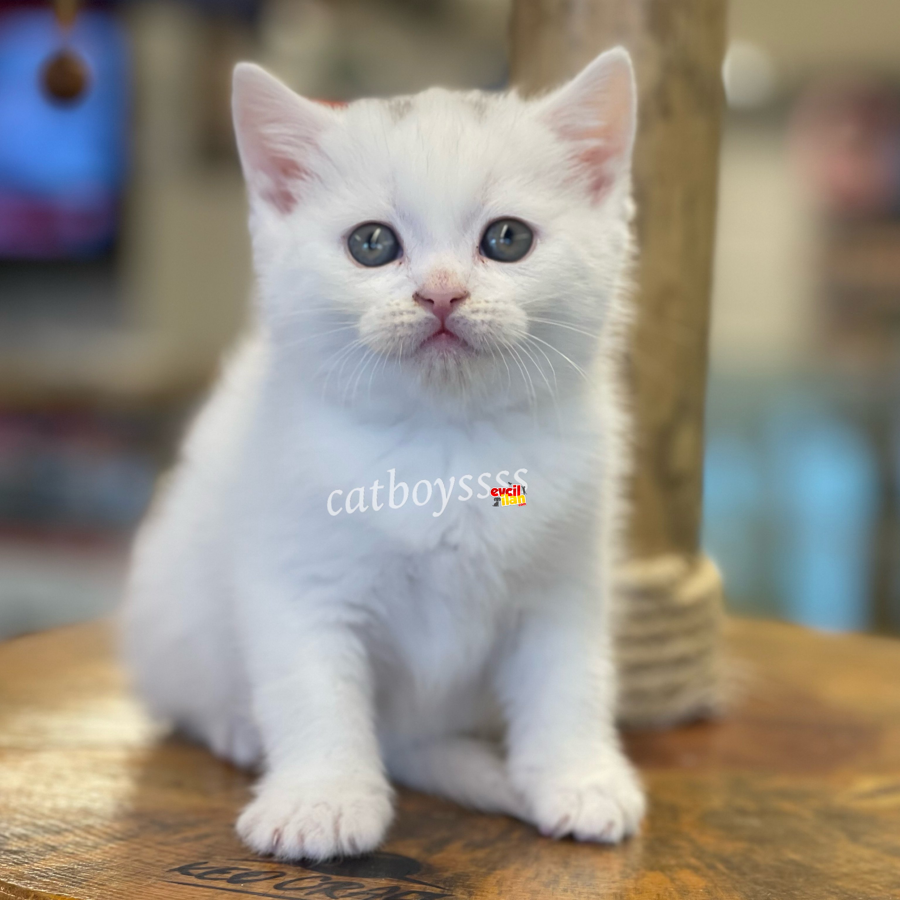 White british shorthair dişi ve erkek yavrularımız