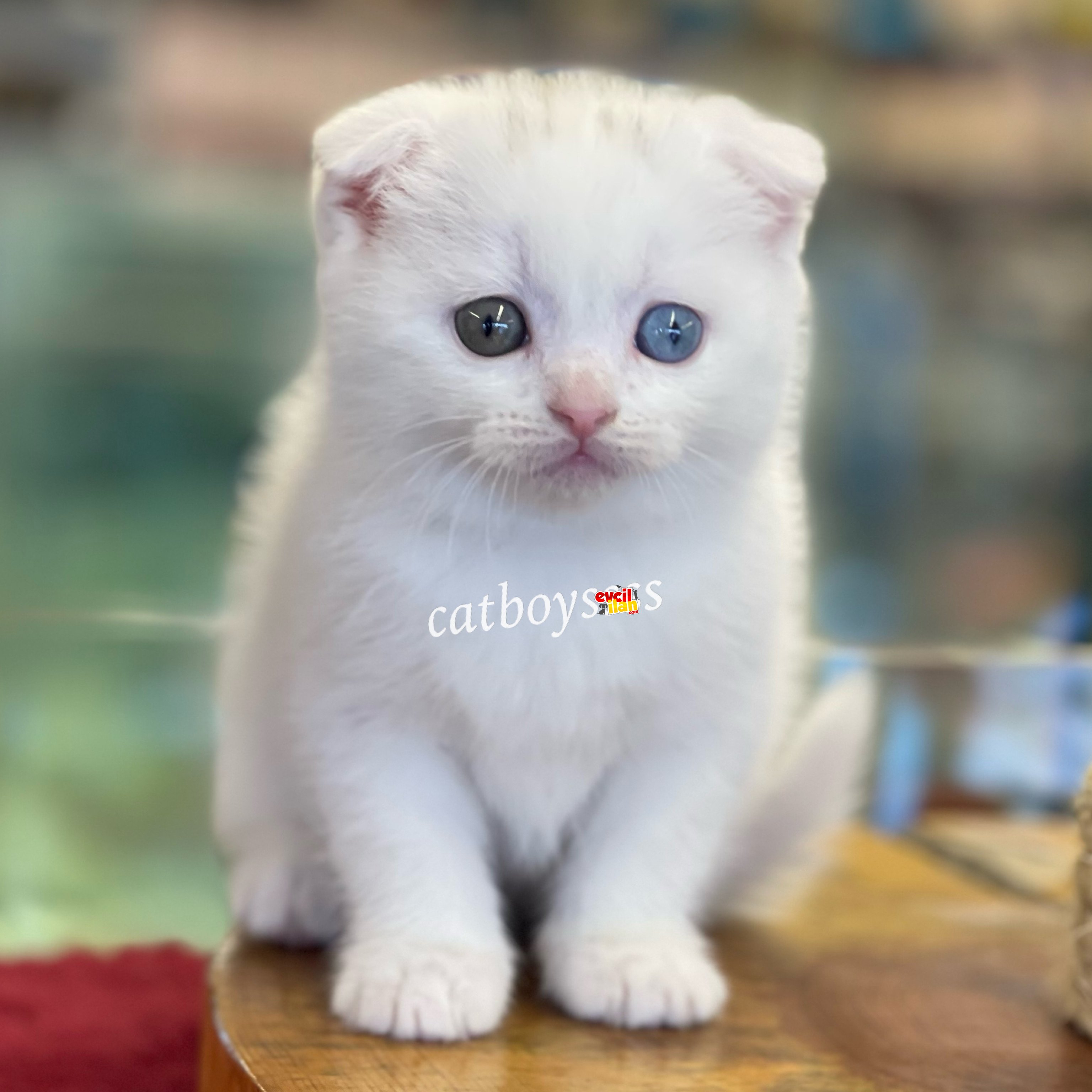 White scottish fold odd eyes dişi yavrumuz 