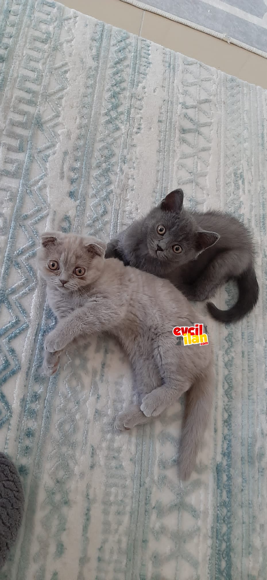 kedi 
