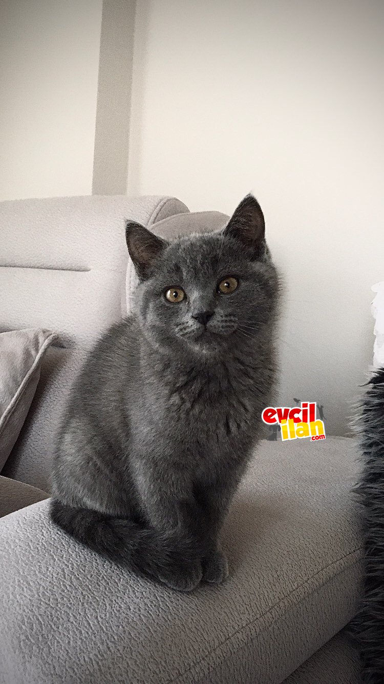 Yakışıklı British Short Hair (3 Aylık)