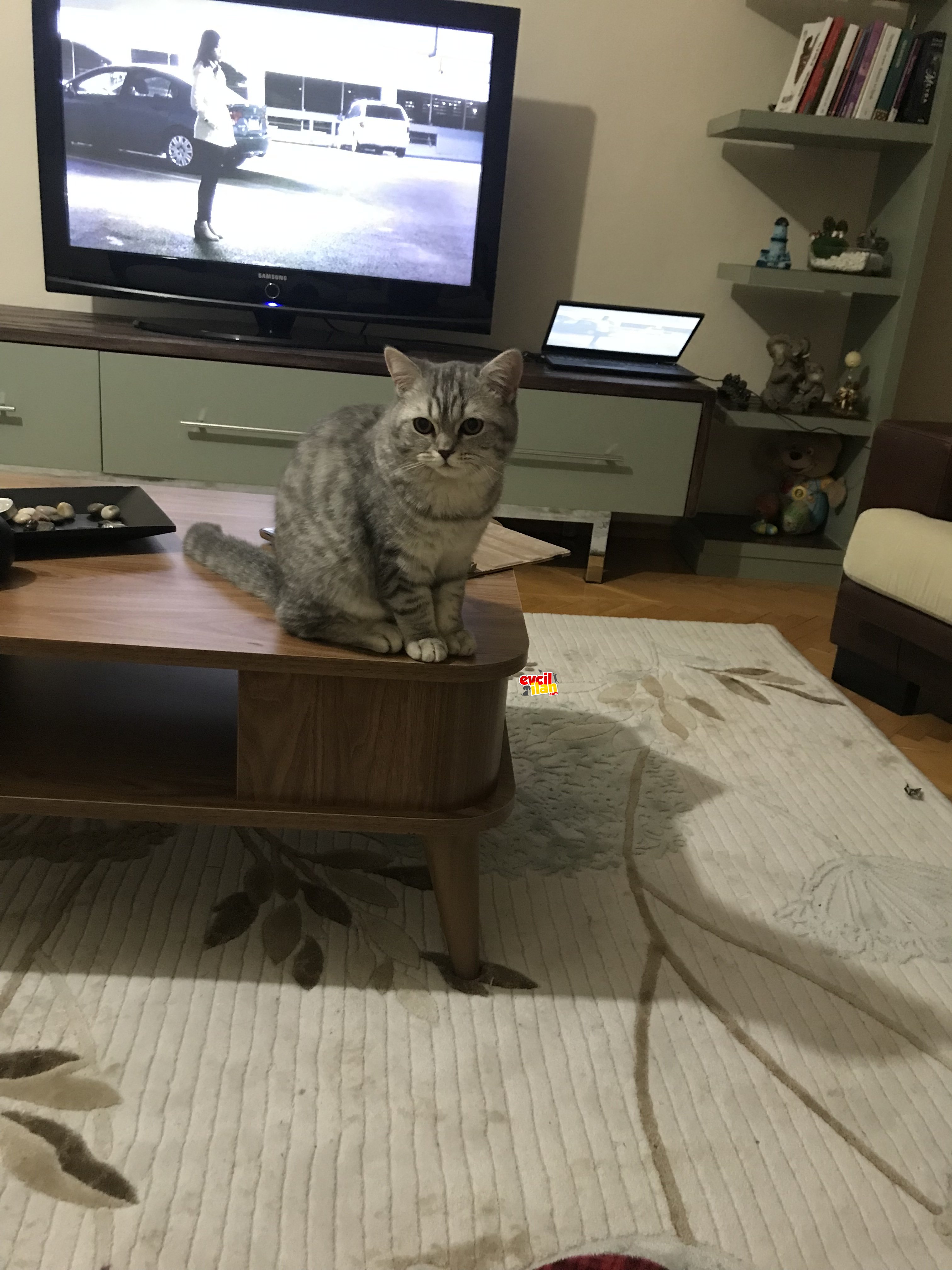 Yakışıklı Çakılımız Yeni Yuvasını Arıyor…