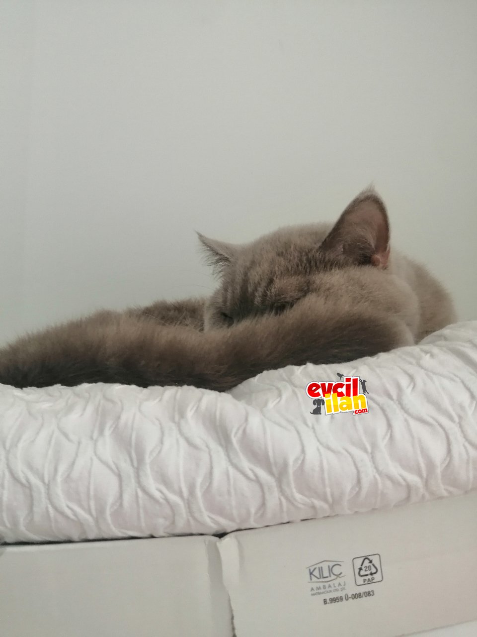Yakışıklı Dumanı mızı sahiplendirmek istiyoruz... 