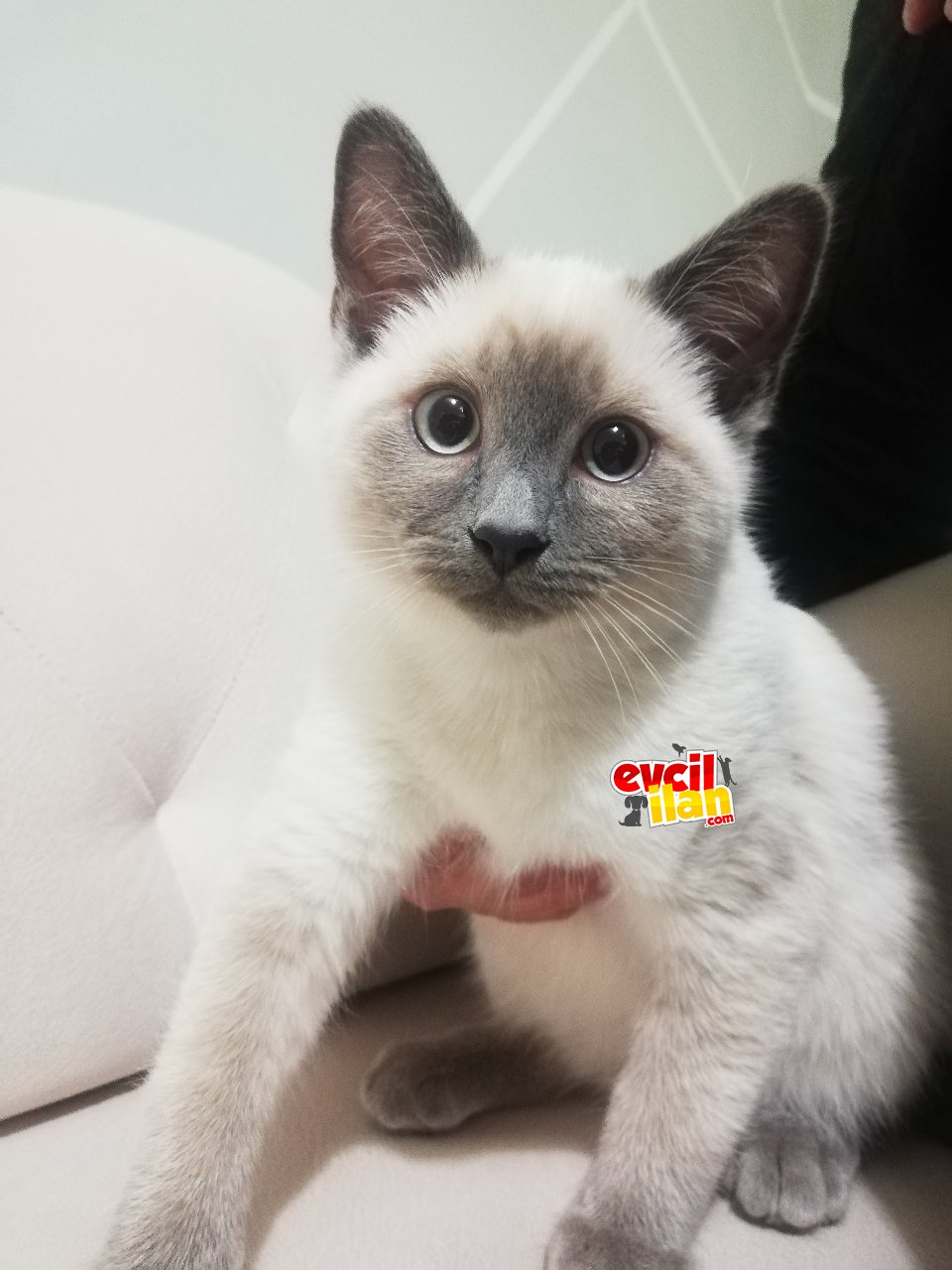 Yakışıklı oğlum 