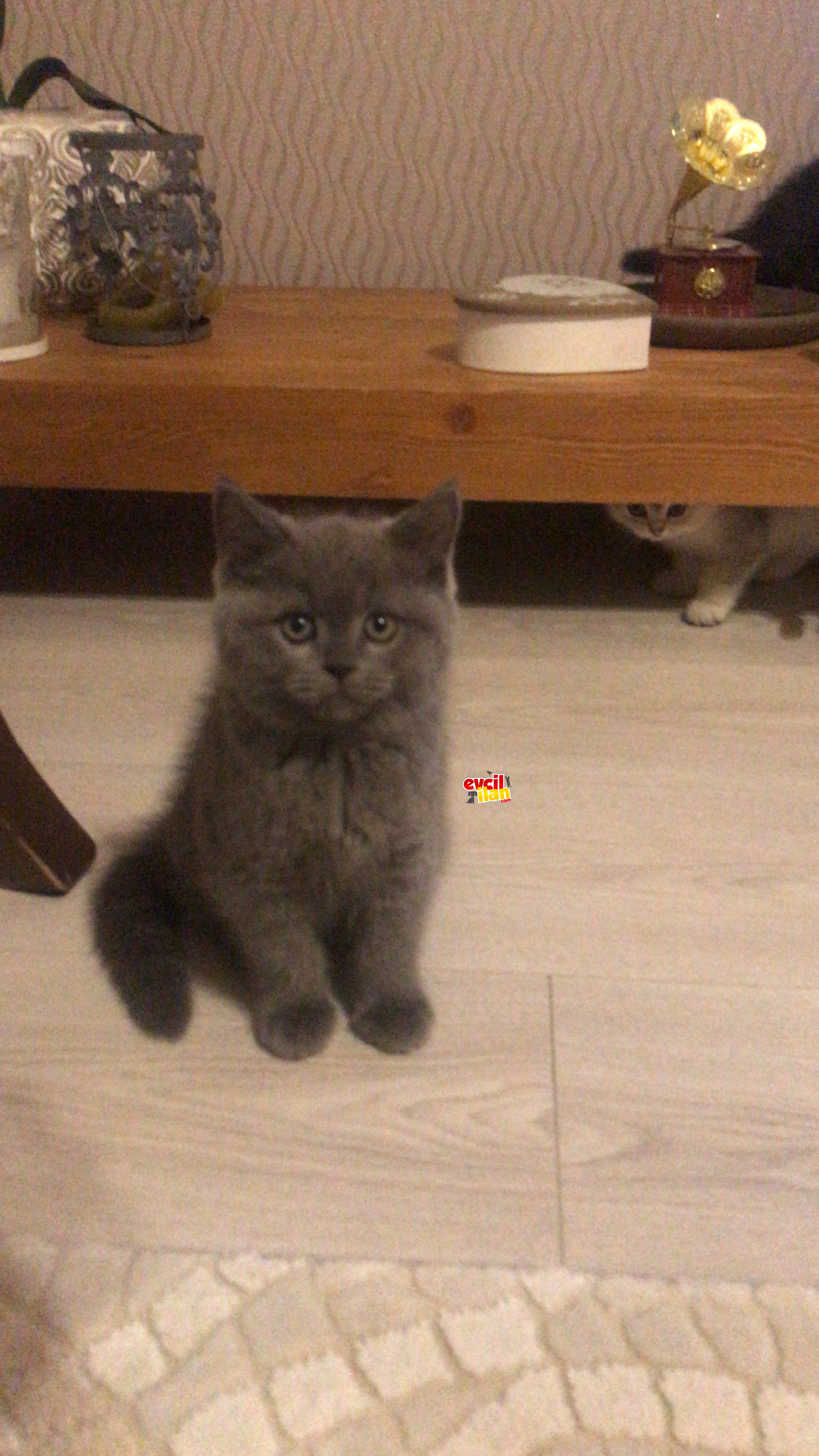 Yakışıklı oğlumuza yuva aranıyor!