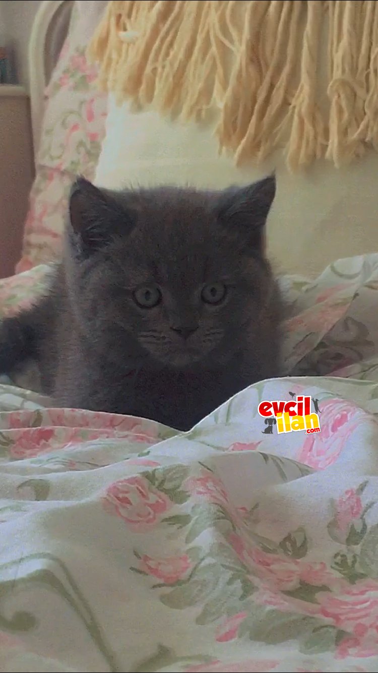 Yakışıklı oğlumuza yuva arıyoruz:)