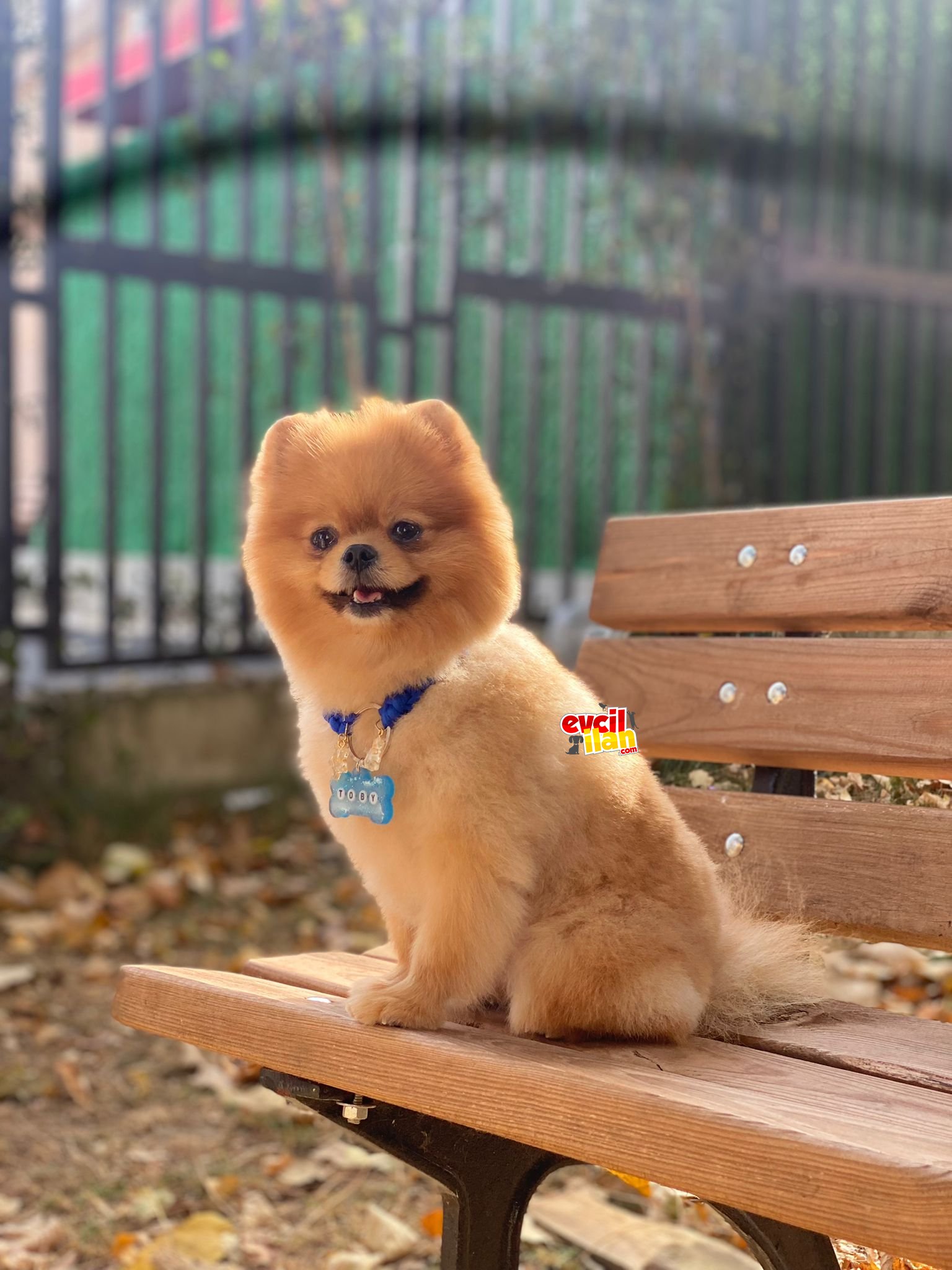 Yakışıklı pomeranian boo erkekler 