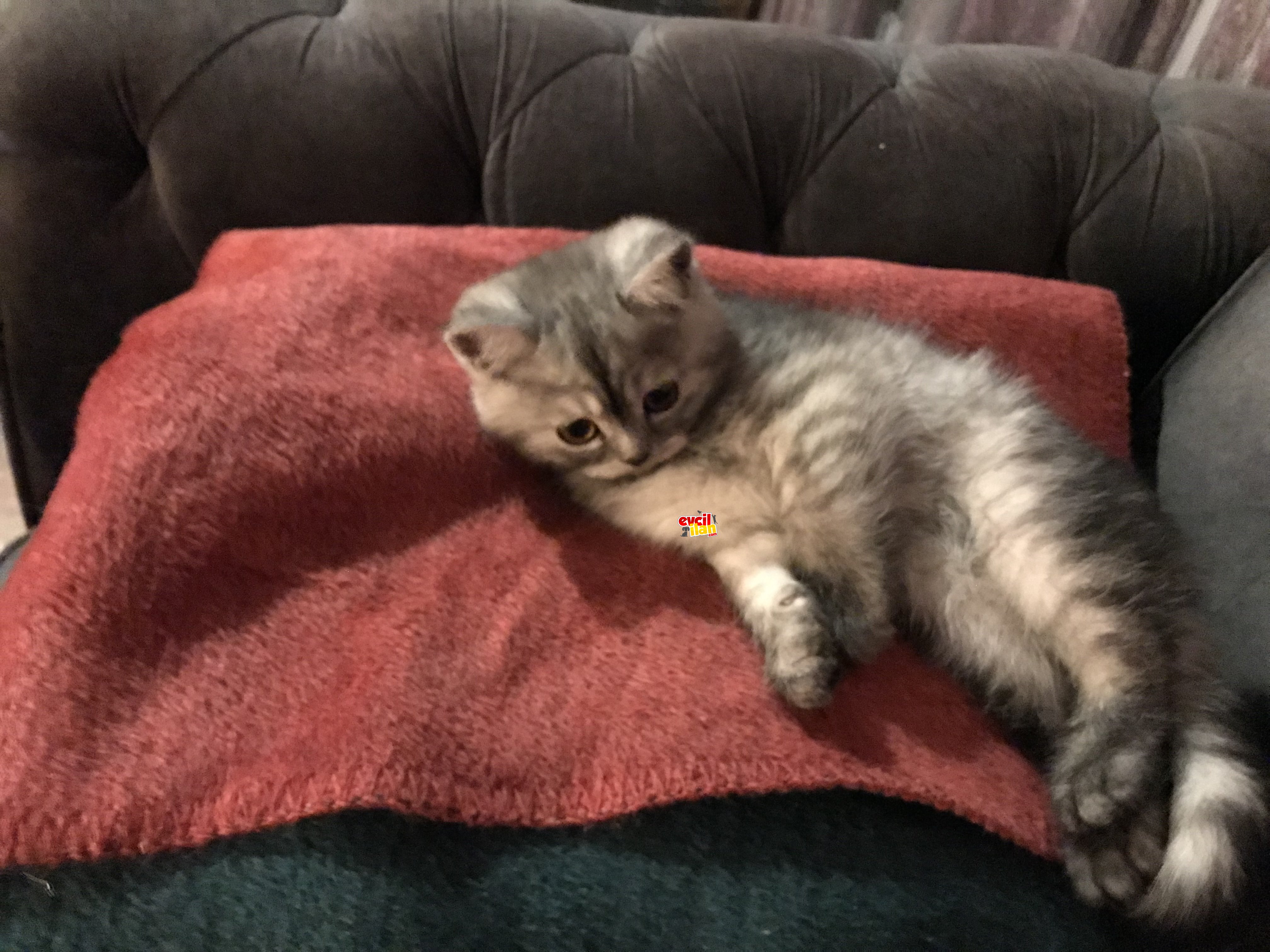 Yakışıklı prensimiz şanslı sahibini bekliyor 