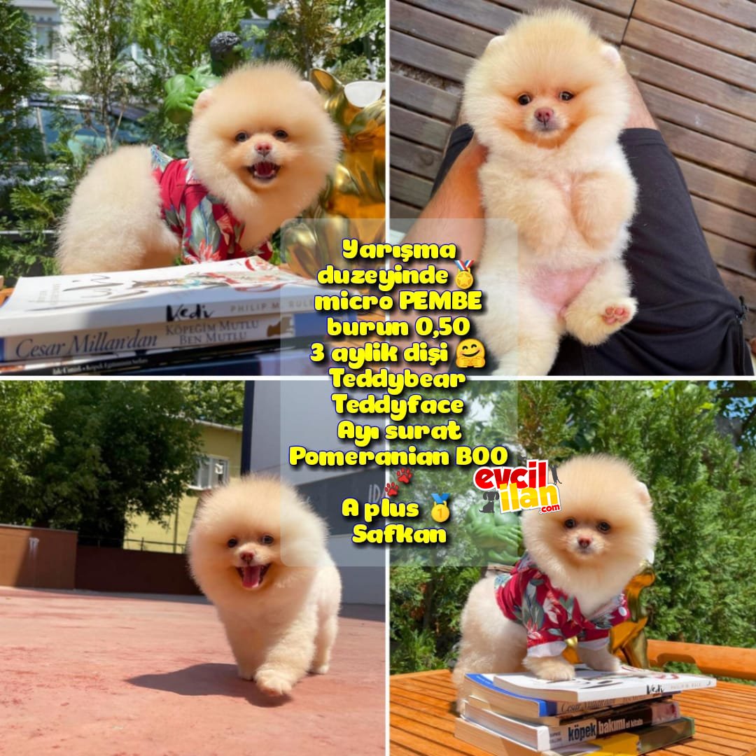 Yarışma duzeyinde micro 0,50 PEMBE burun 3 aylik dişi Teddybear Teddyface Ayı surat