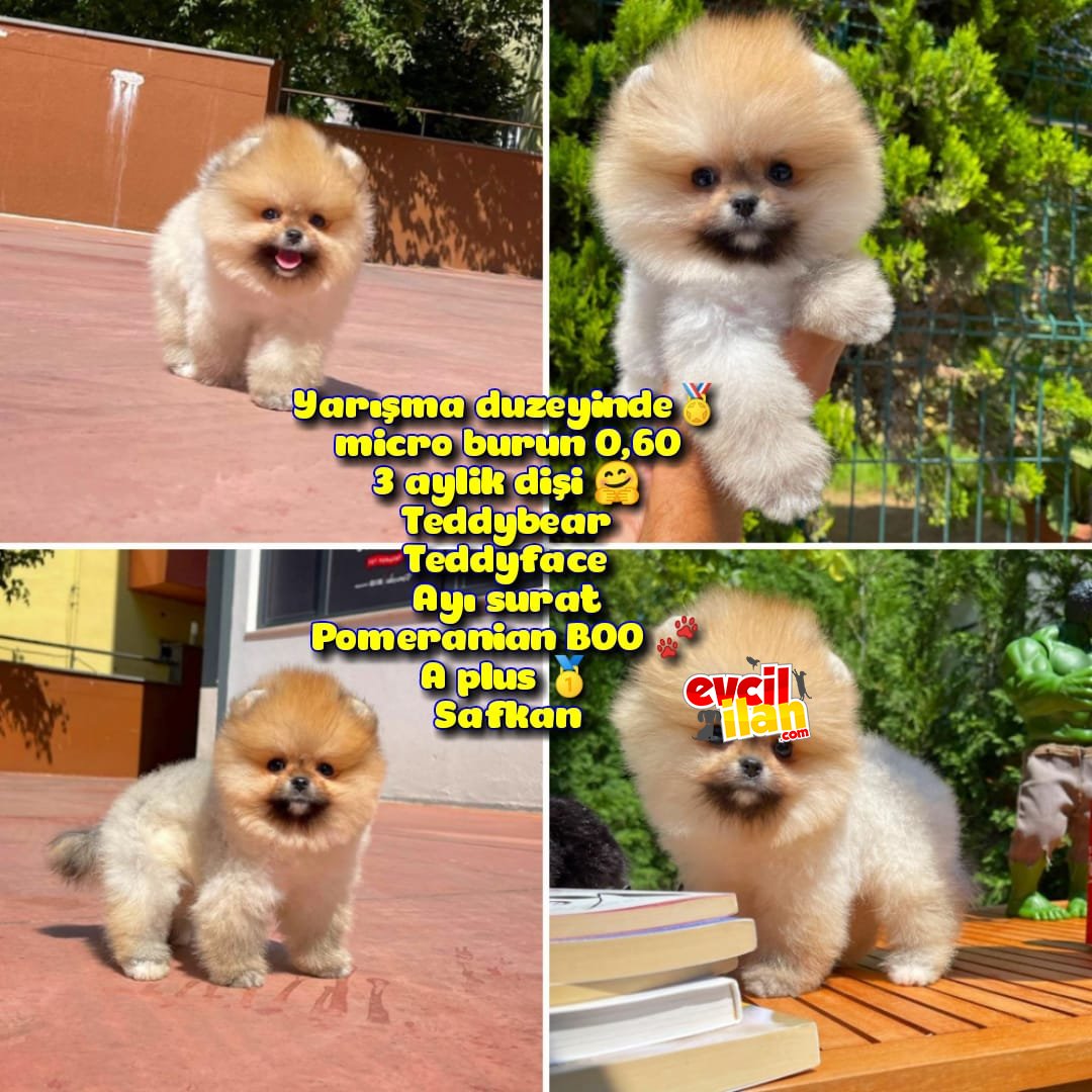 Yarışma duzeyinde micro 0,60 burun 3 aylik dişi Teddybear Teddyface Ayı surat Pomeranian BOO A plus Safkan