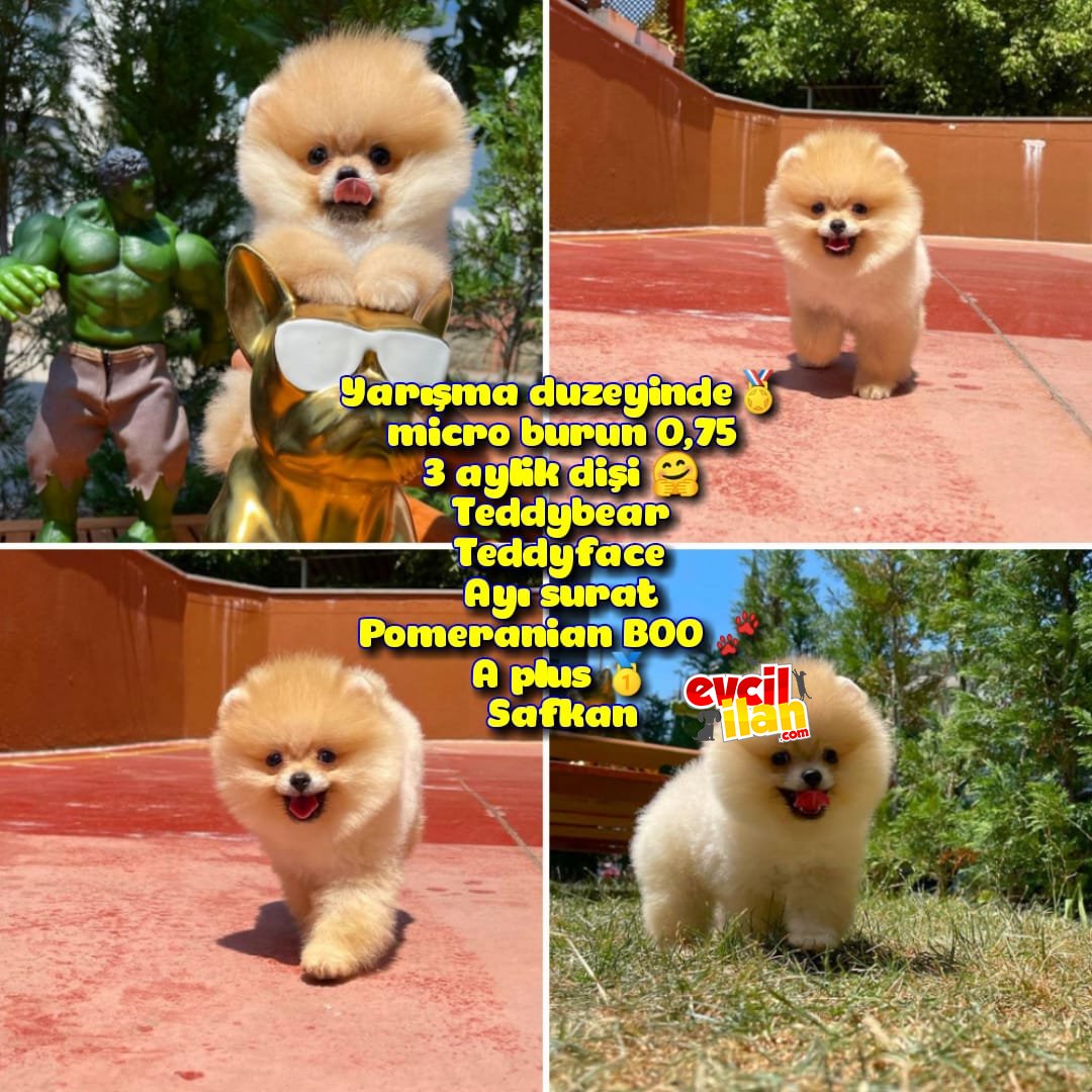 Yarışma duzeyinde micro 0,75 burun 3 aylik dişi Teddybear Teddyface Ayı surat Pomeranian BOO A plus Safkan