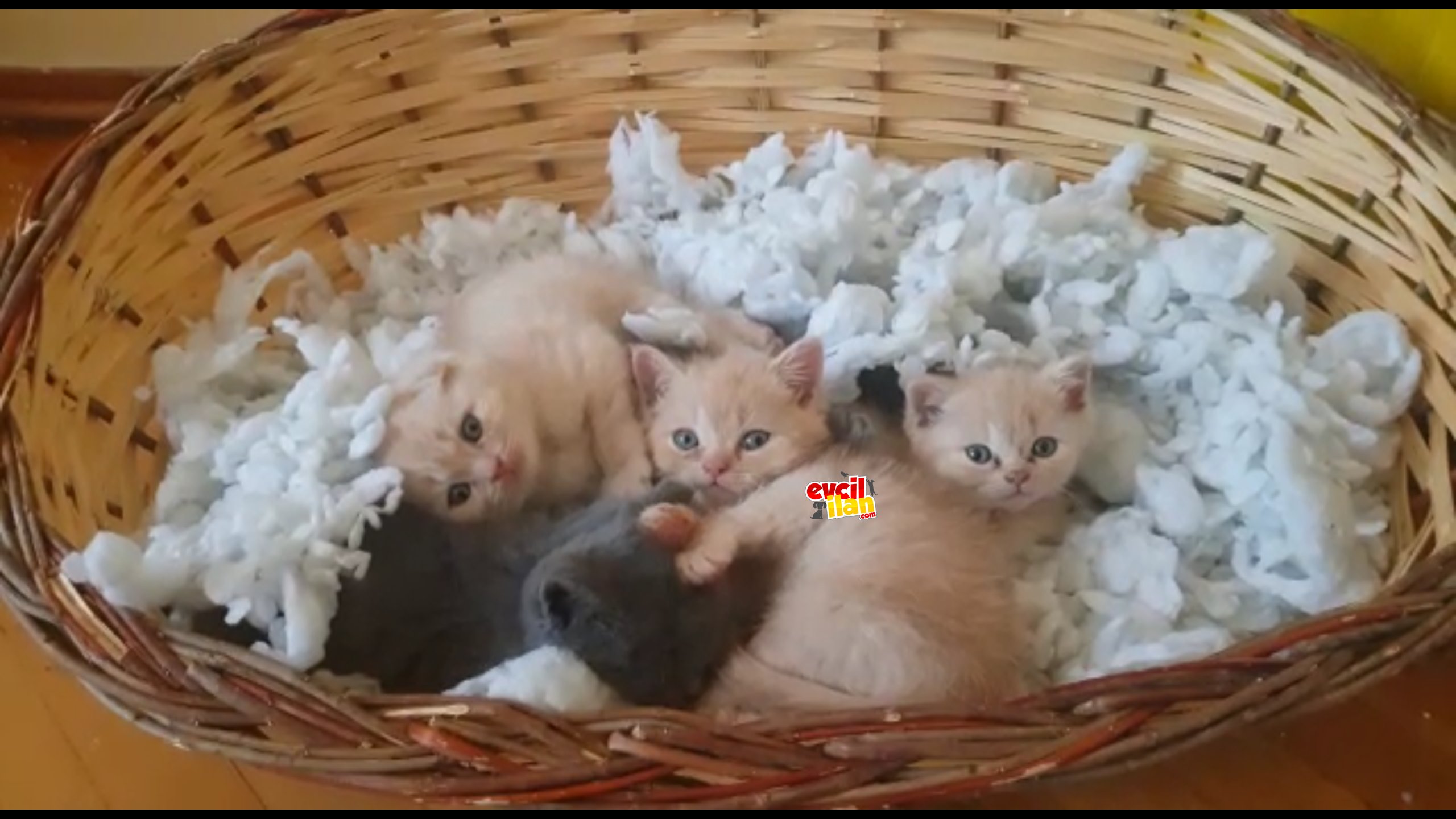 Yavru british cream & blue 