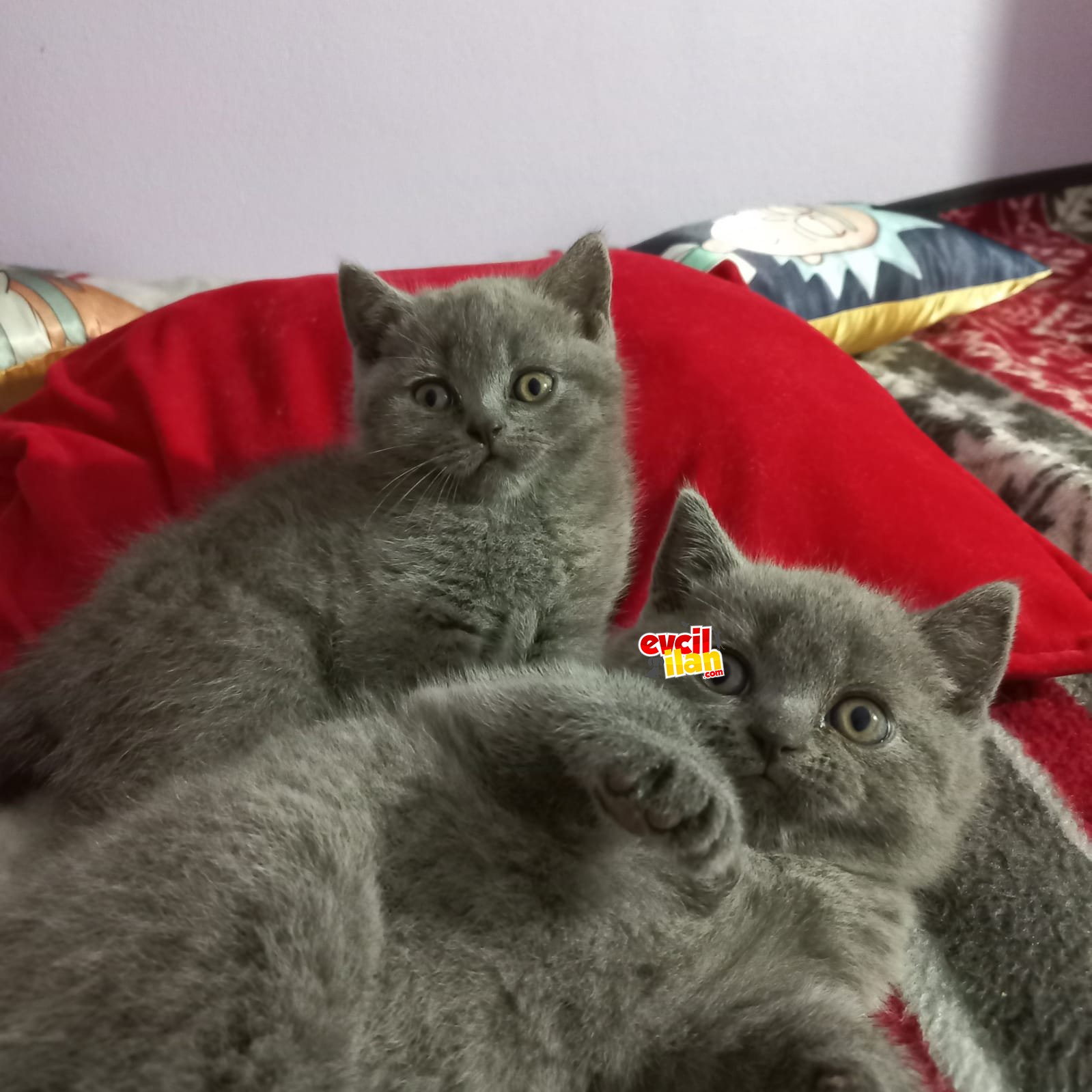 Yavru British erkek / dişi