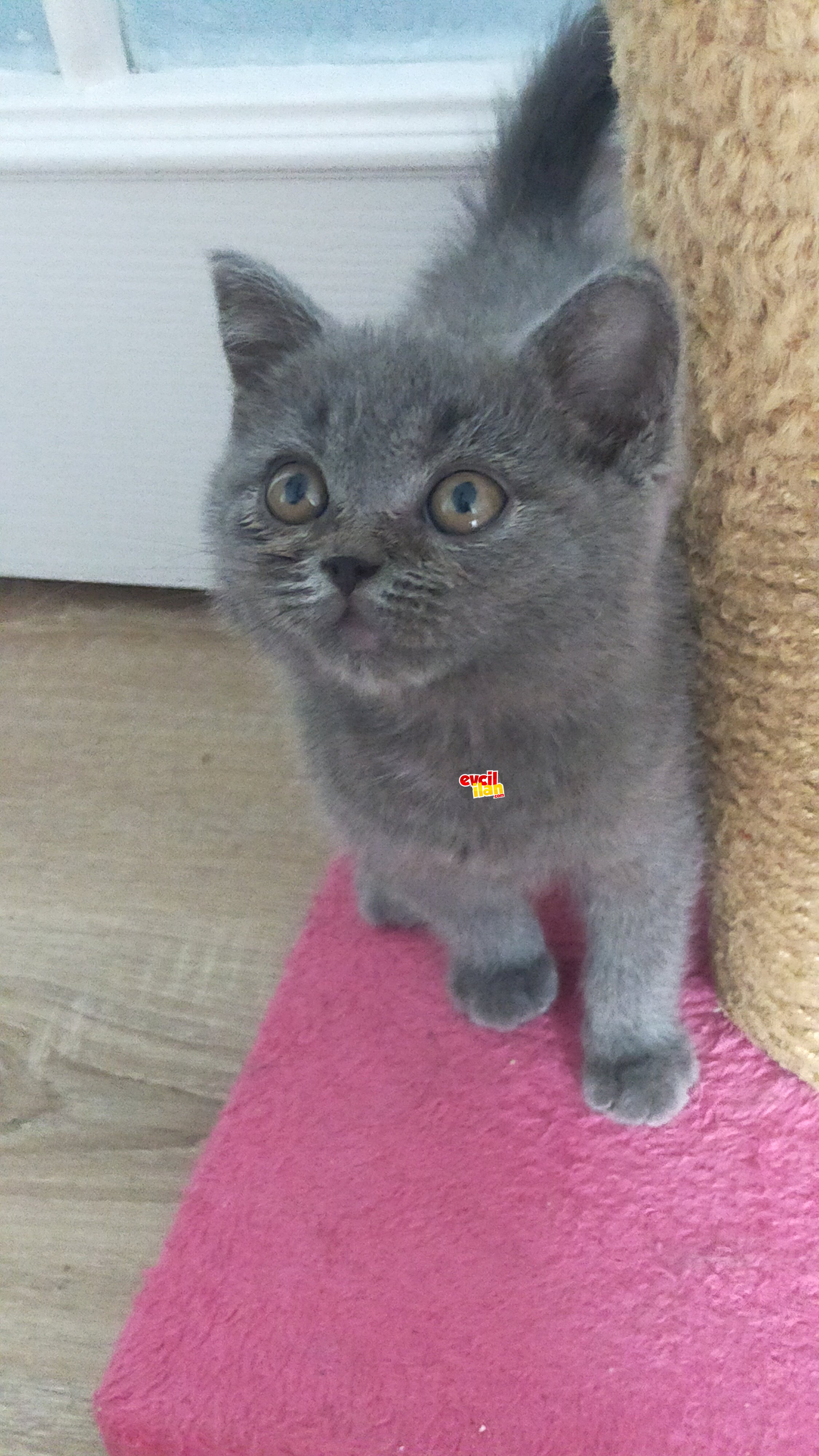 Yavru british shorthair 