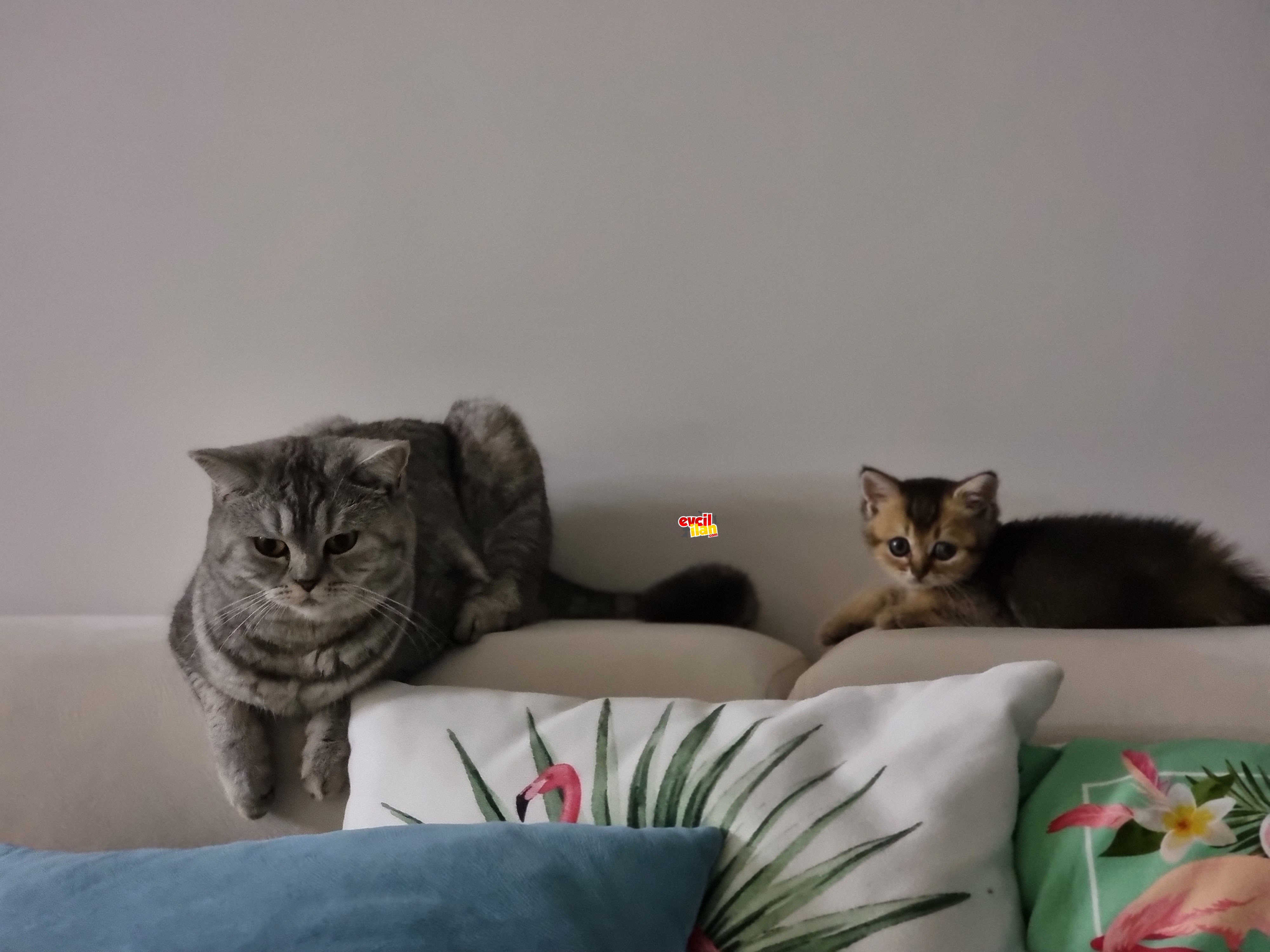Yavru british shorthair 