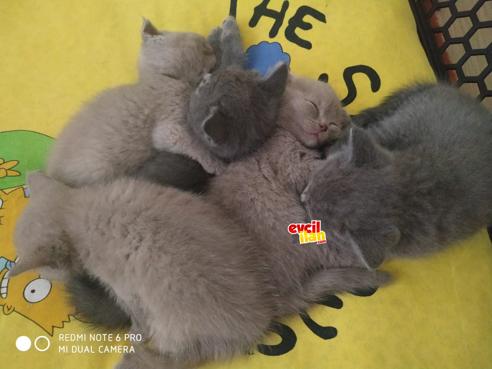 Yavru british shorthair