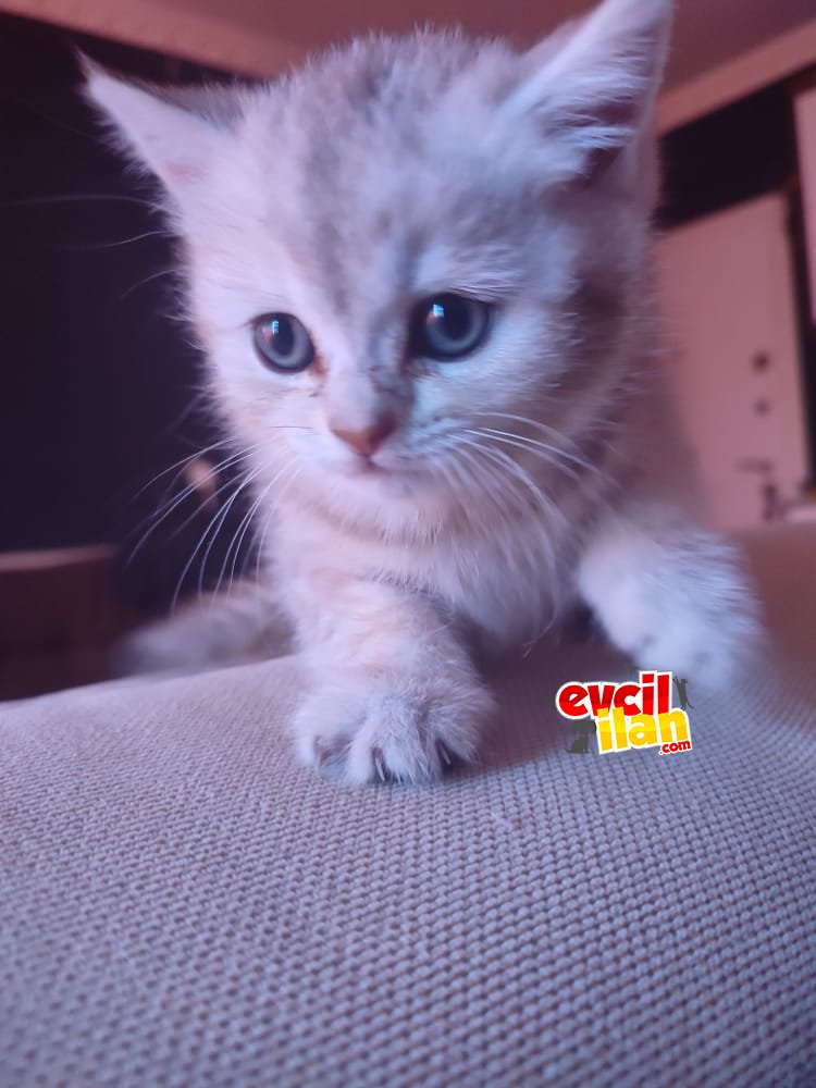 Yavru british shorthair 