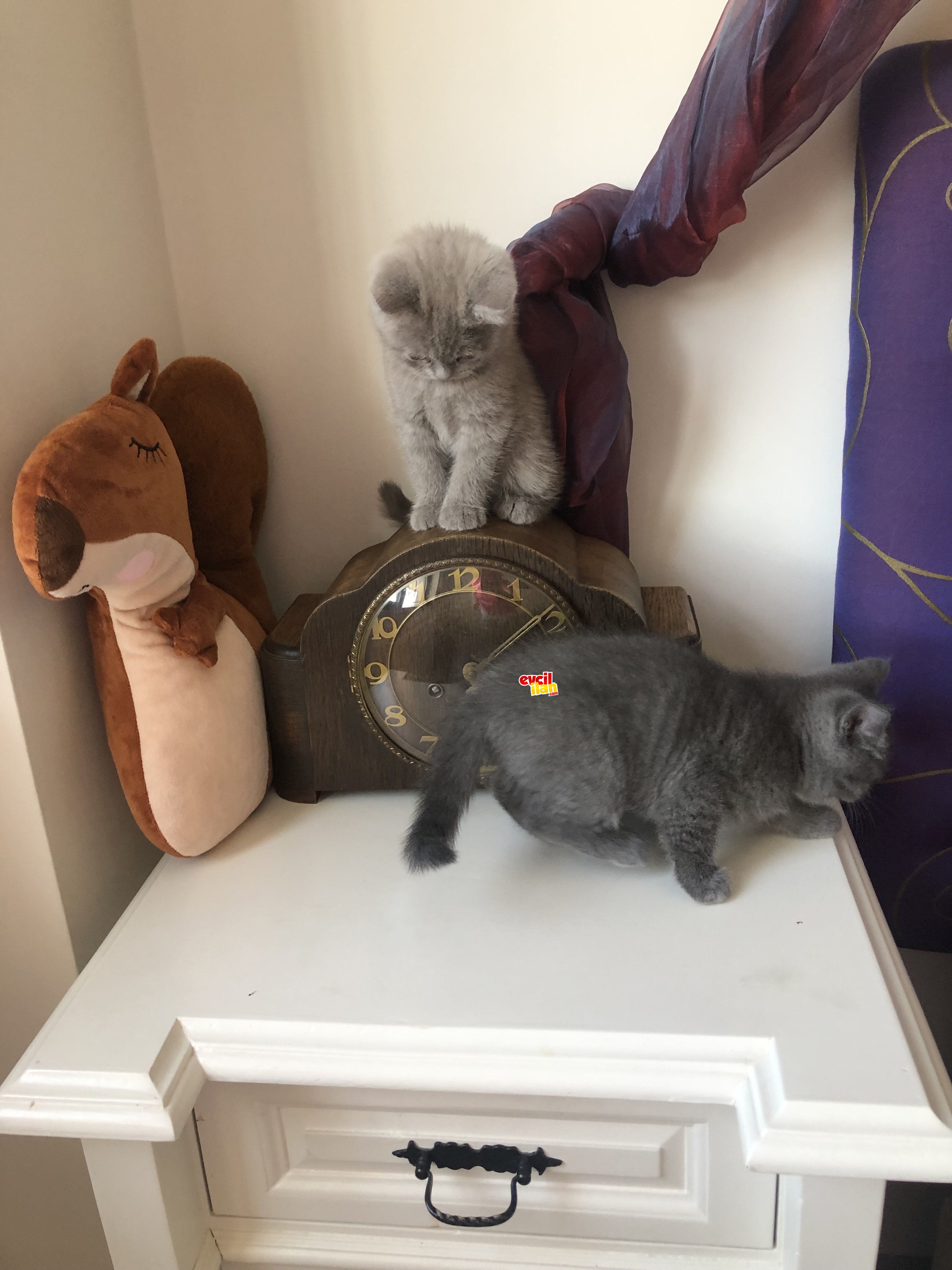 Yavru britsh short hair safkan kedi
