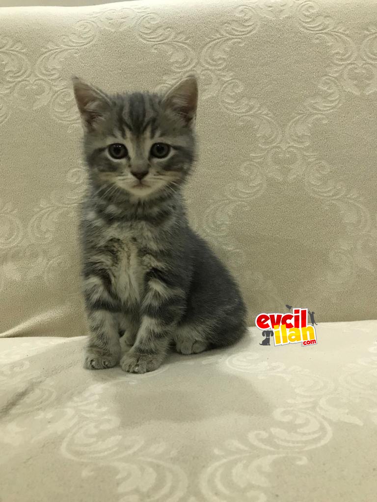 Yavru britsh shorthair oyuncu yavruya yeni yuva arıyor
