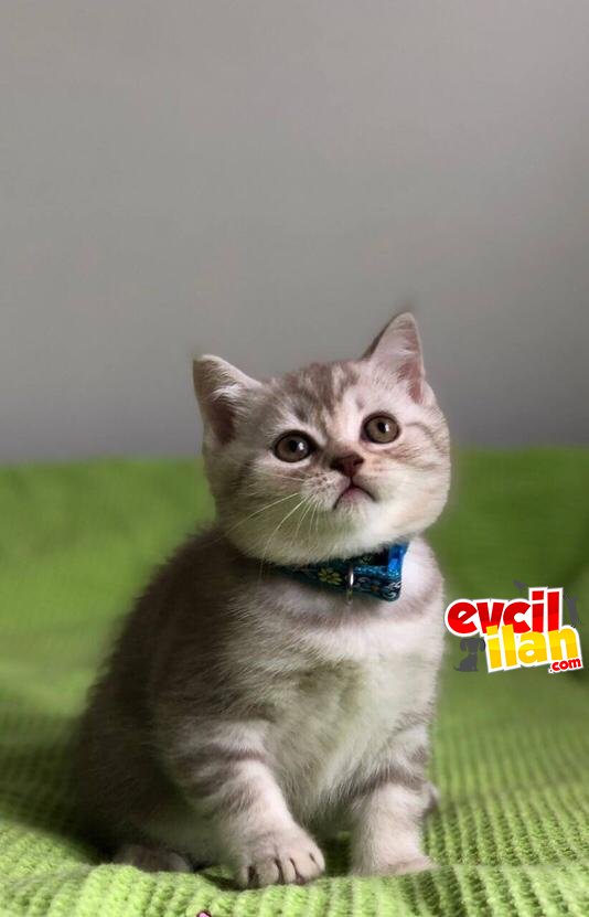 Yavru erkek British Shorthair kedimize yuva arıyoruz