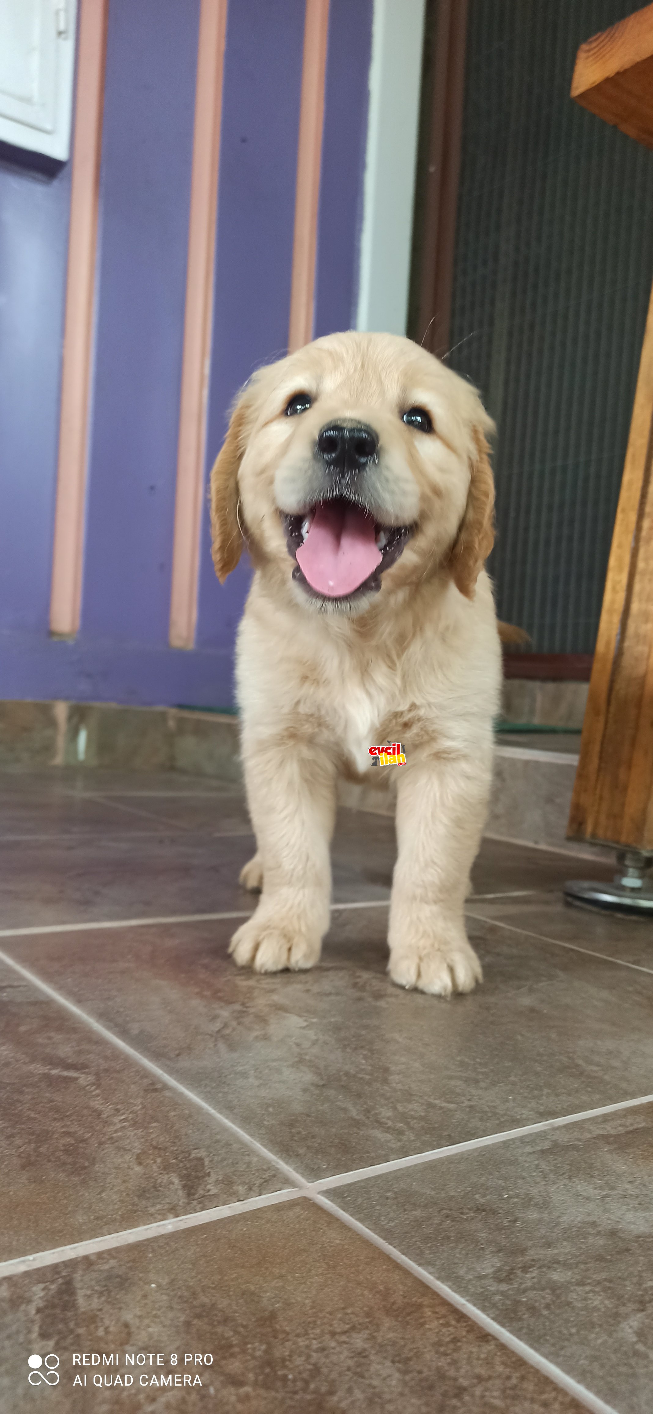 Yavru Golden retrivier