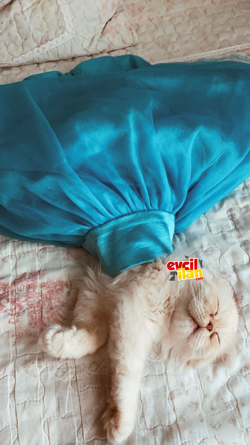 Yavru kedi 4 aylık