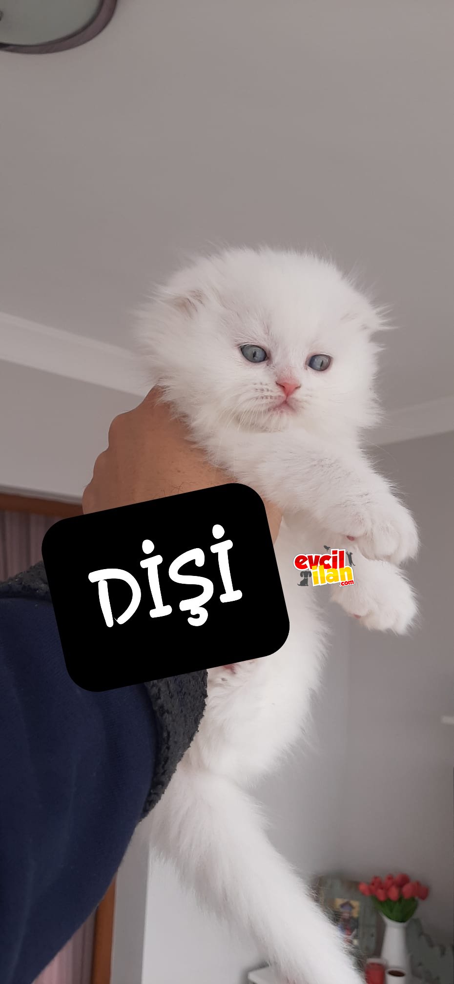 Yavru kedi sahiplendirma ANAKARA