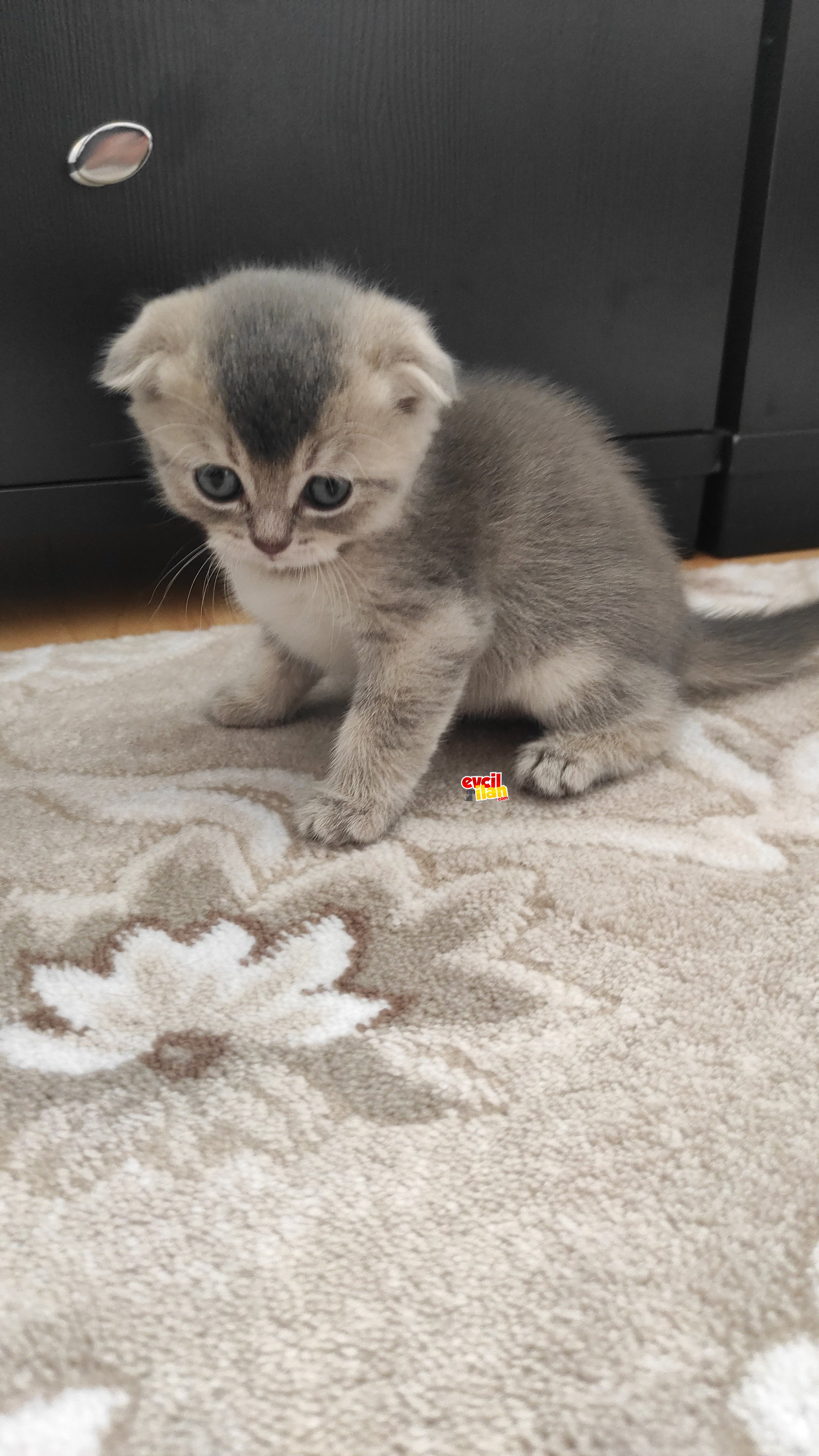Yavru kedi