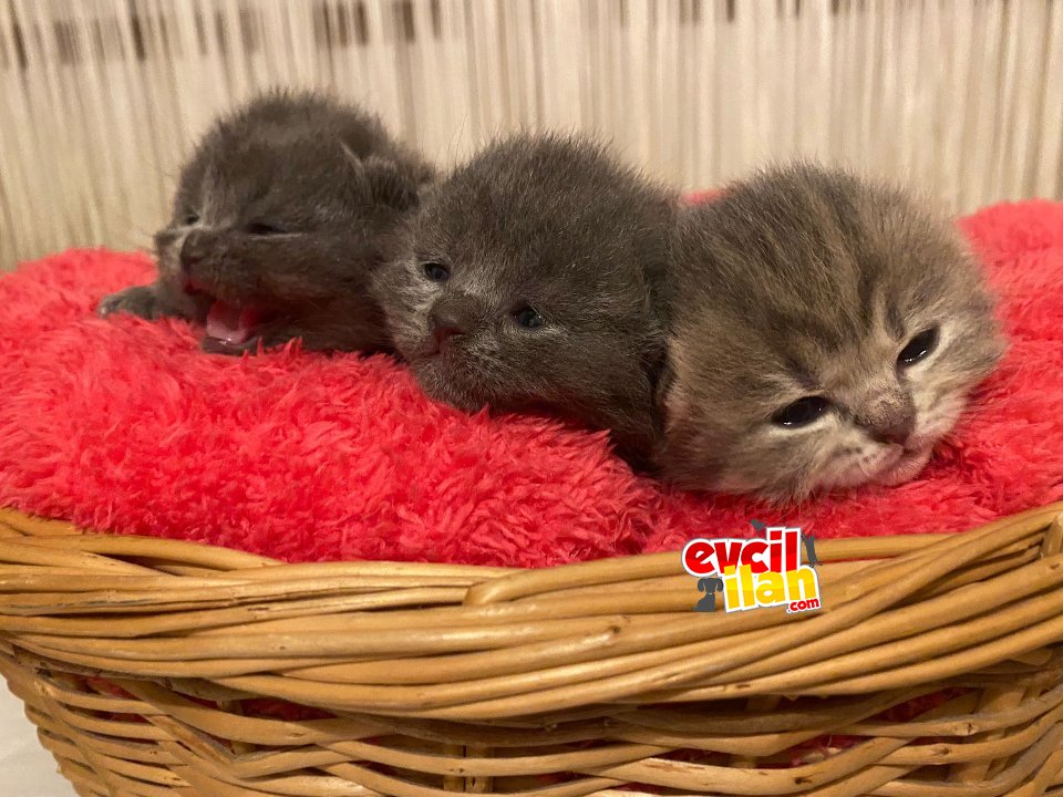 Yavru kedi