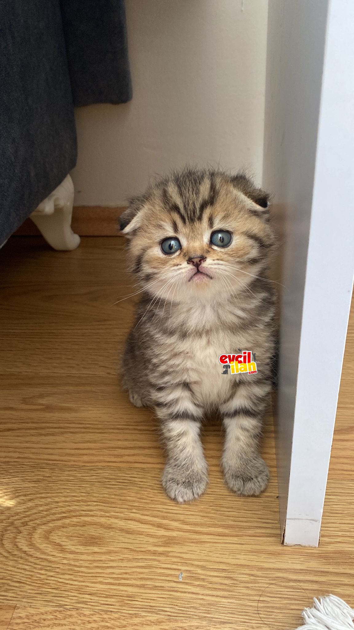 Yavru kedi