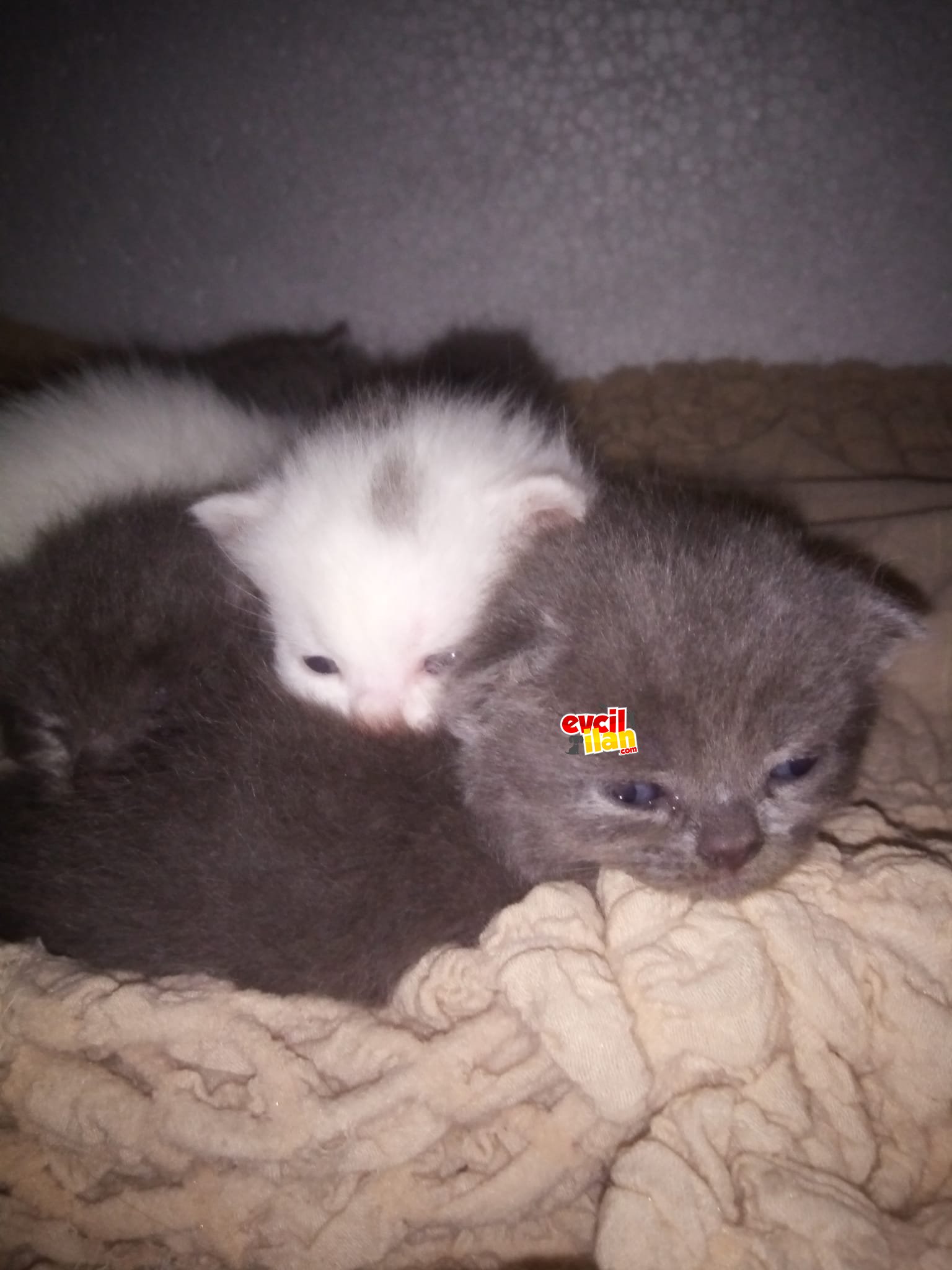 YAVRU KEDİ 
