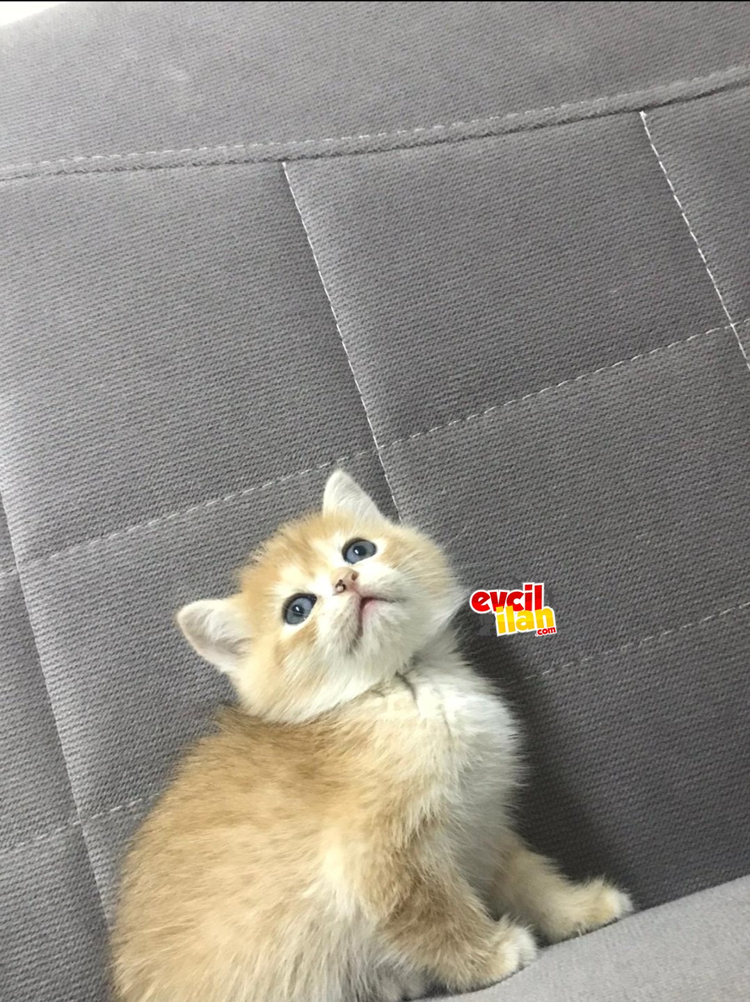 Yavru kedilerimiz yeni ailelerini ariyorr