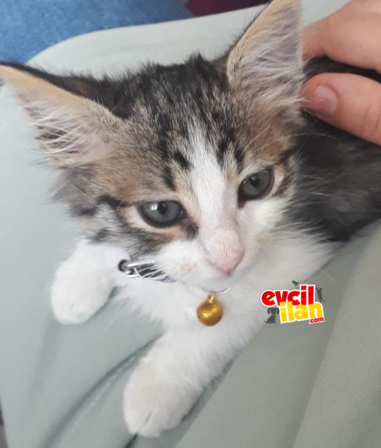 Yavru Kedime Aile Arıyorum