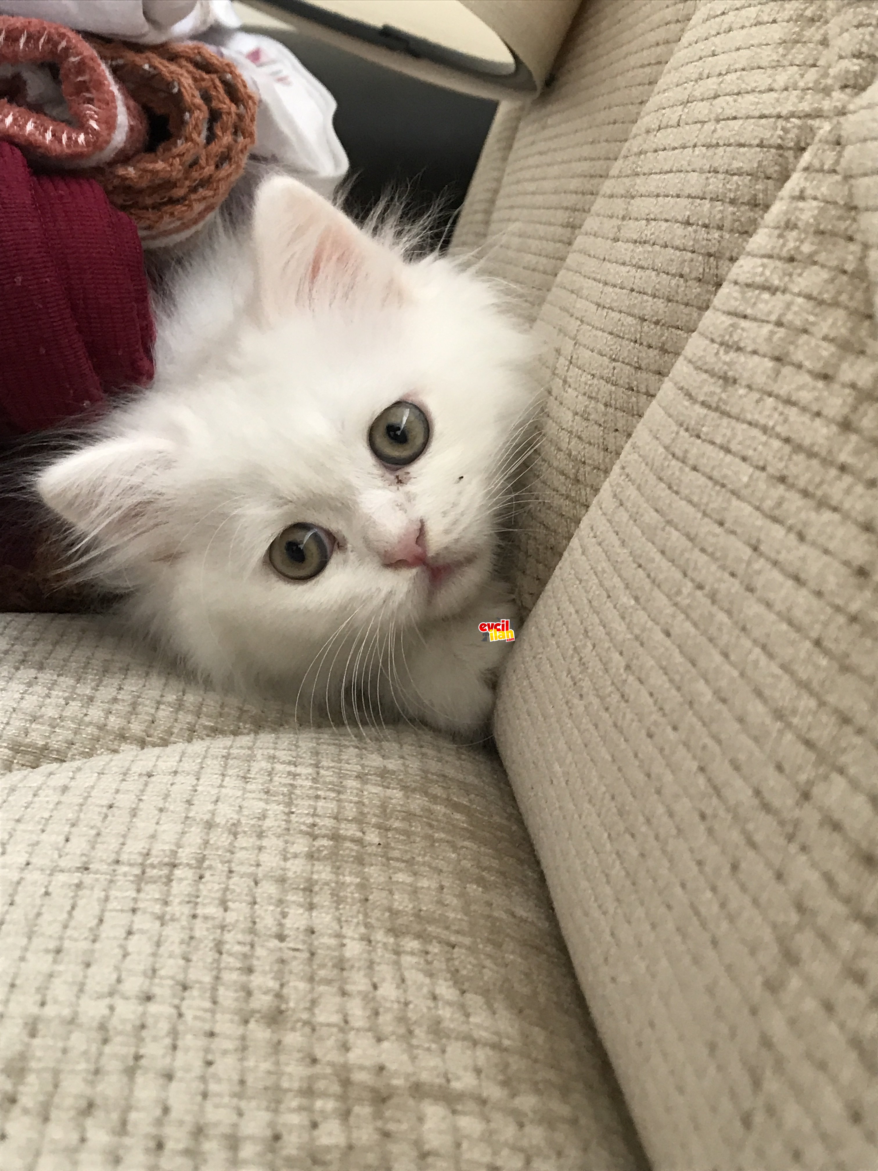 Yavru kedimiz sahiplendirilecektir