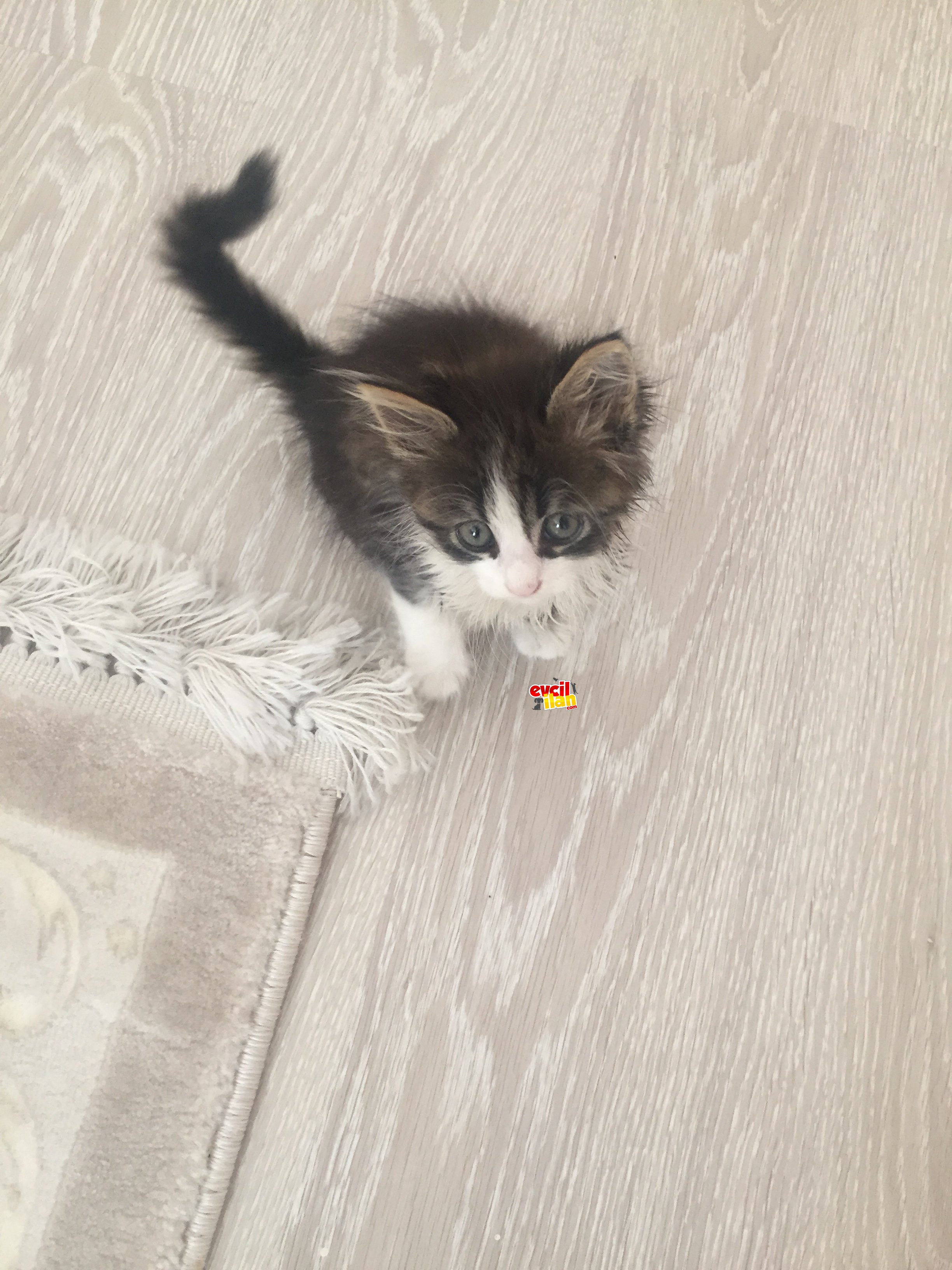 Yavru kediye yuva bulalım 