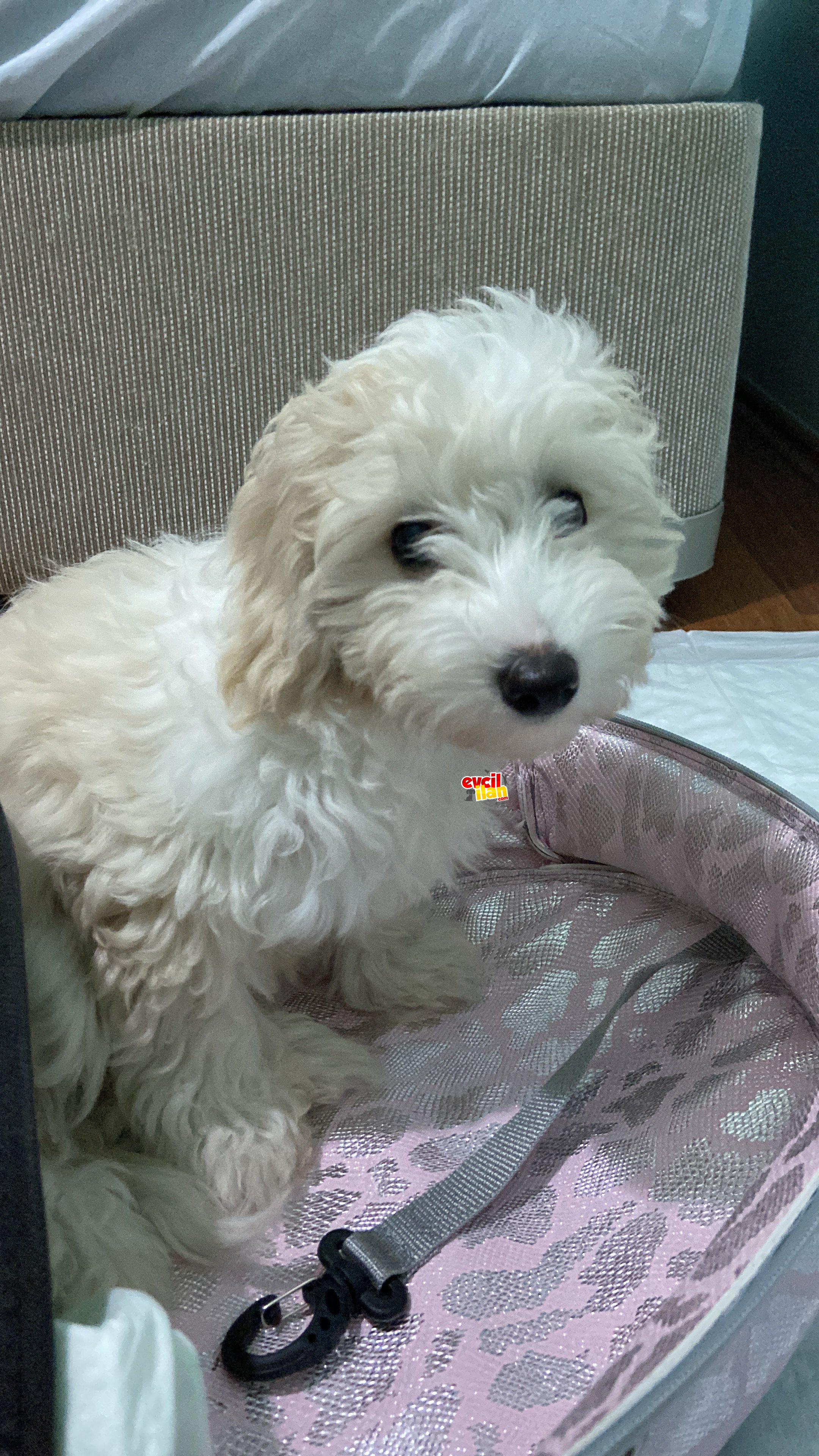 Yavru maltipoo