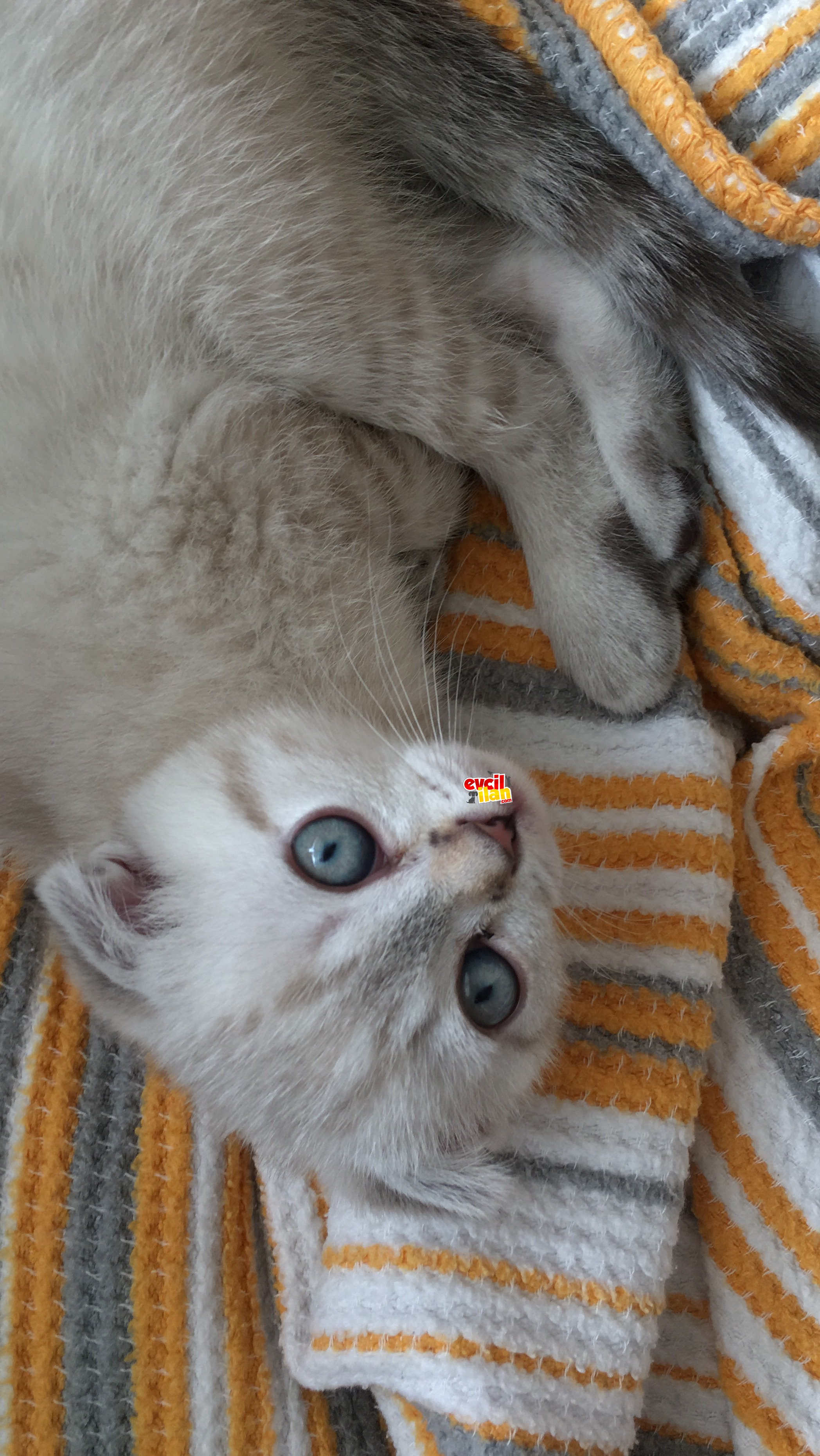 yavru scottish fold