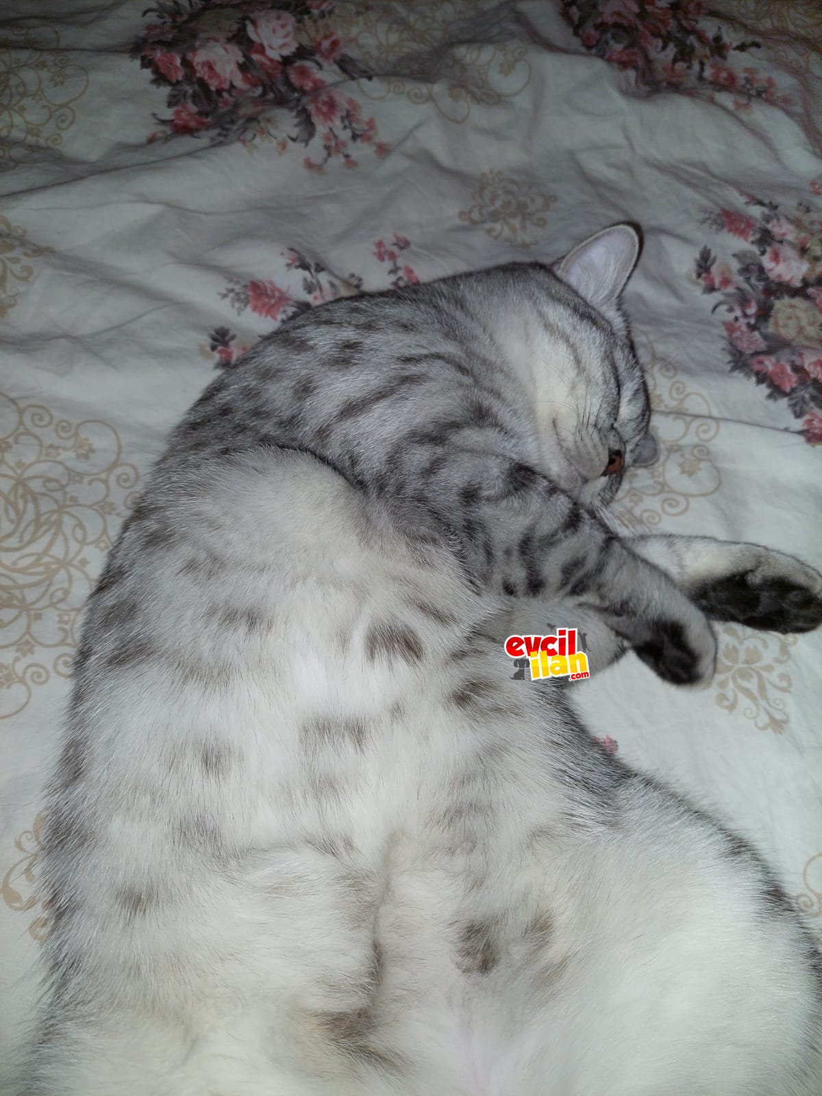 Yavru silver rengi fold