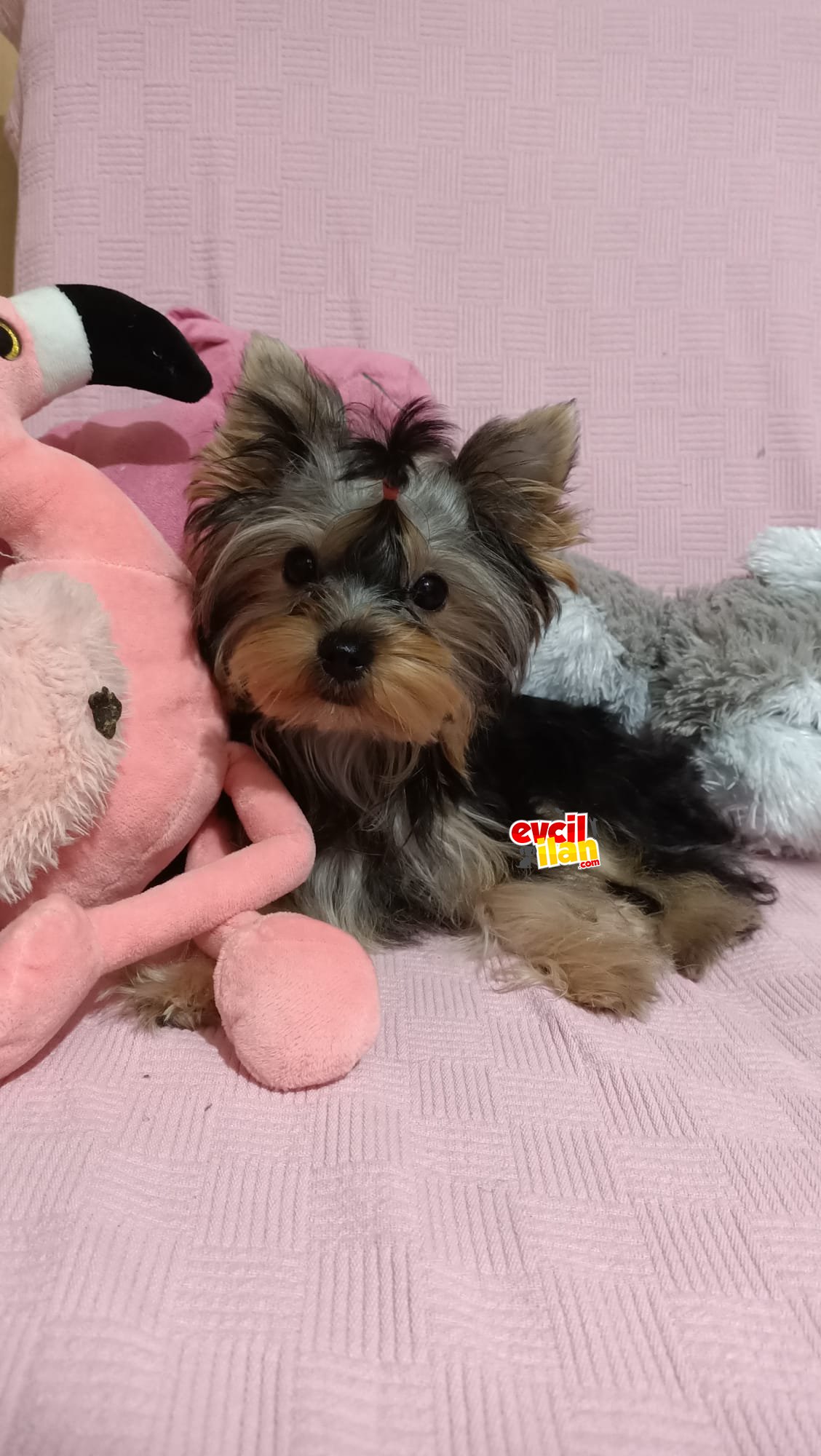Yavru Yorkshire Terrier 