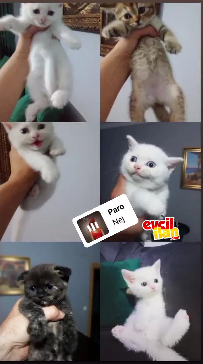 Yavrular sahipleri bekliyor:)