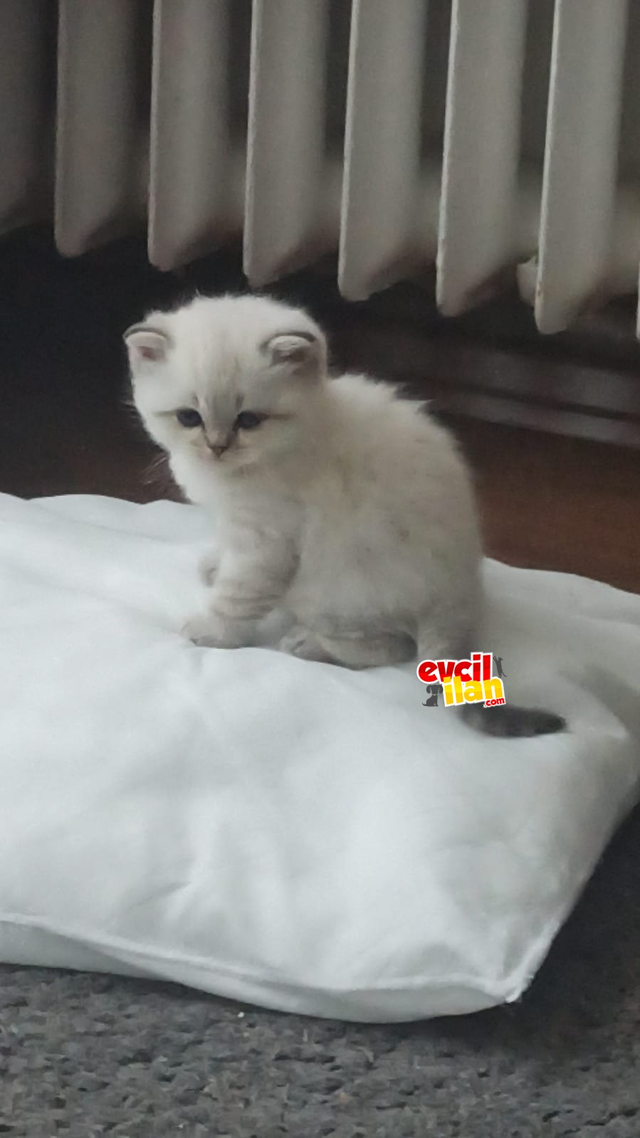 Yavrularıma sevgi dolu alıcı 