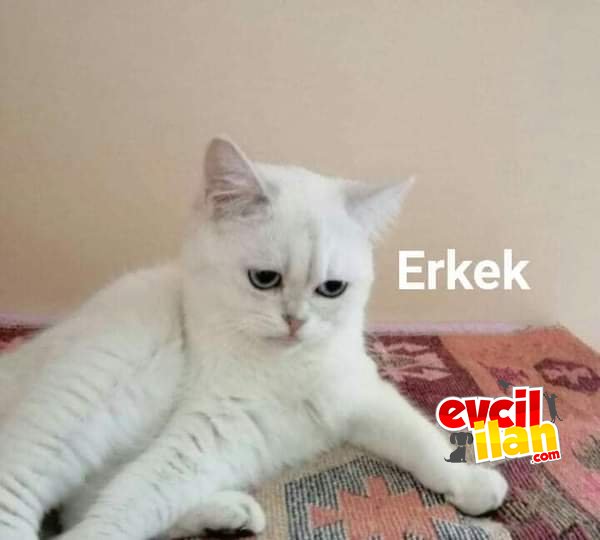 Yavrularımız sahiplendirmeye hazır 
