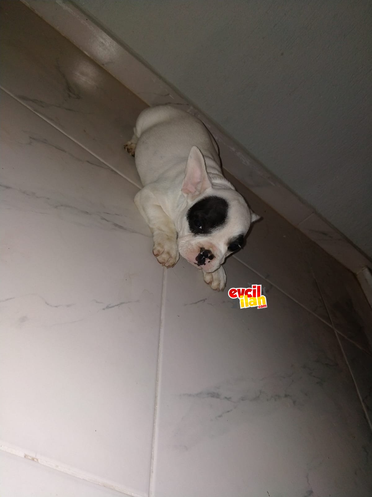Yavrularımız yeni ailesine gitmeye hazır 