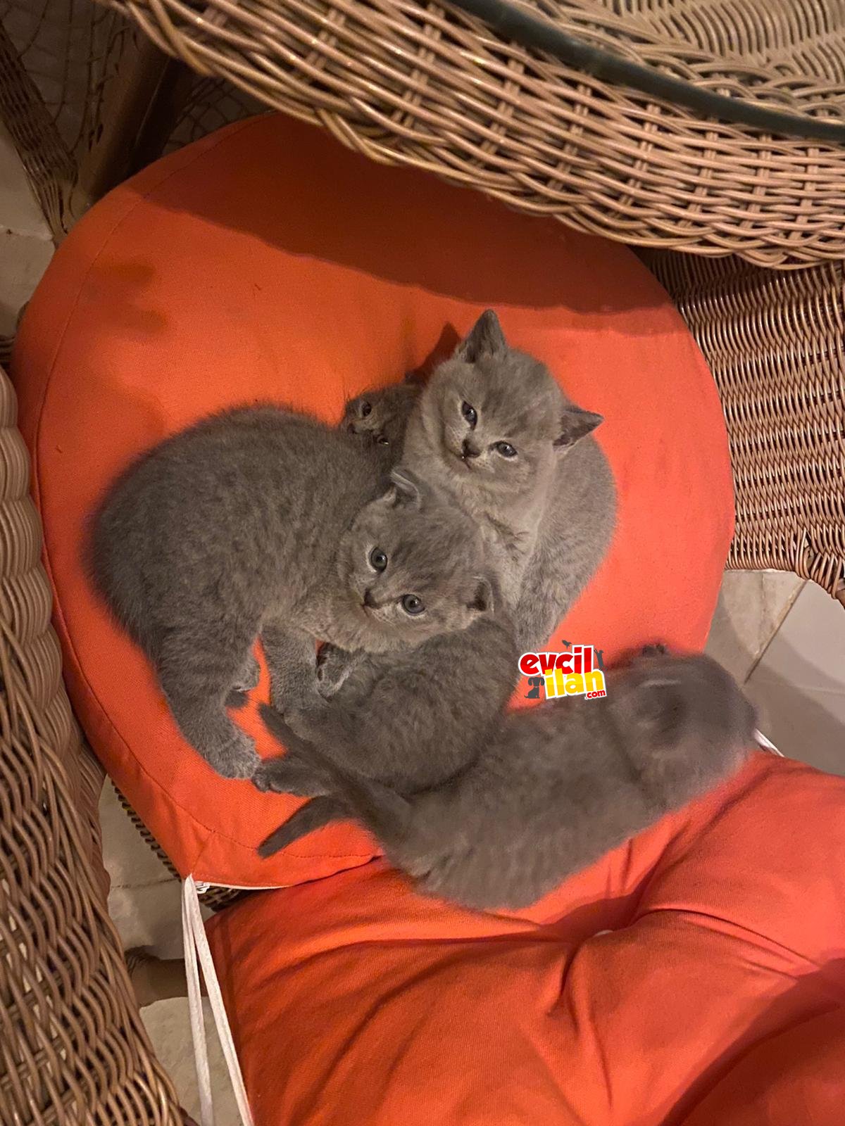 Yavrularımız yeni evilerini arıyorlar