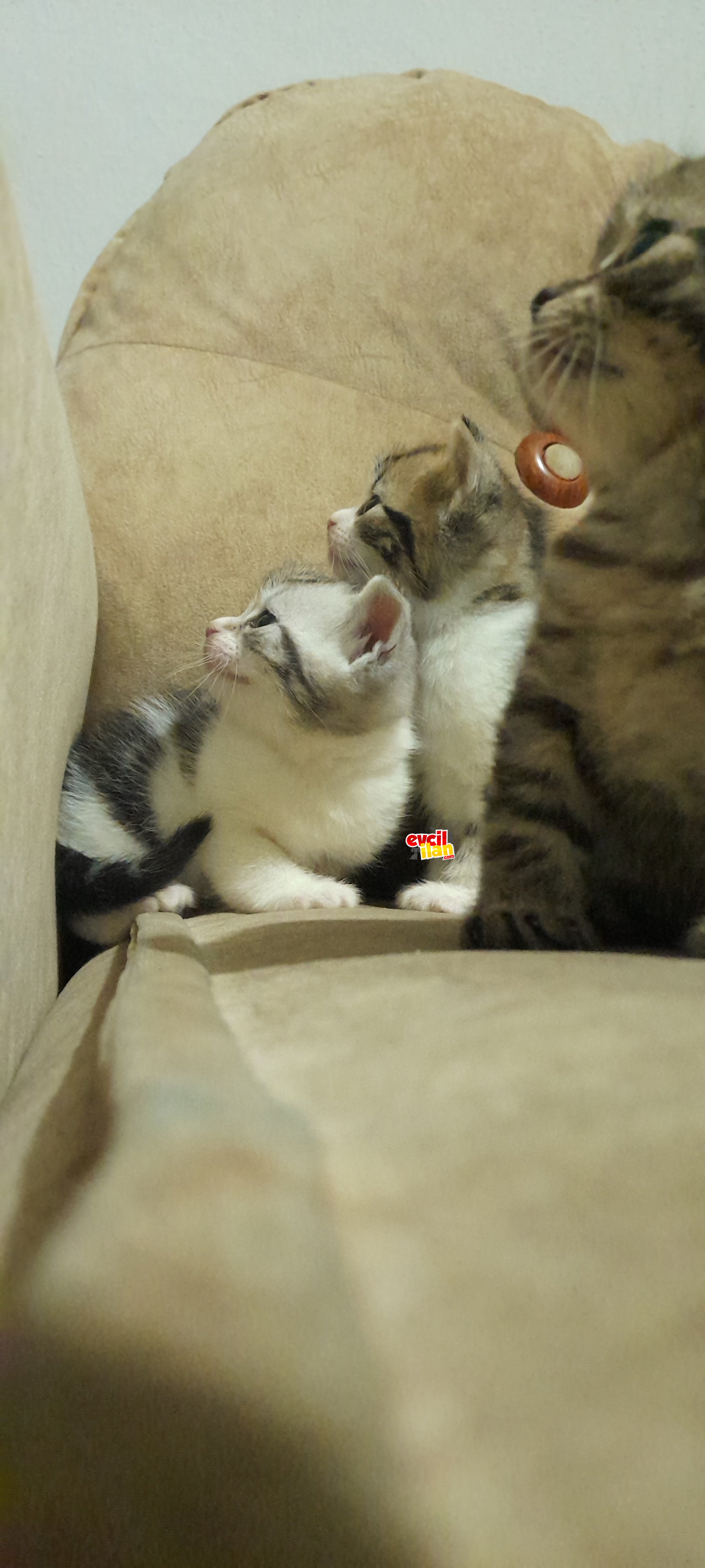 YAVRULARIMIZ YENI YUVALARINI ARIYOR