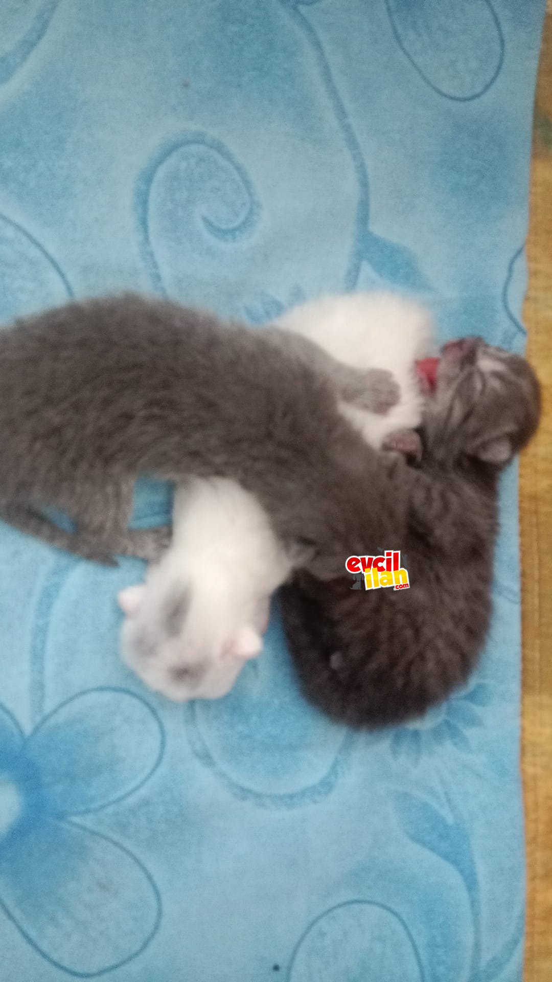 YAVRULARIMIZ YENI YUVALARINI ARIYOR